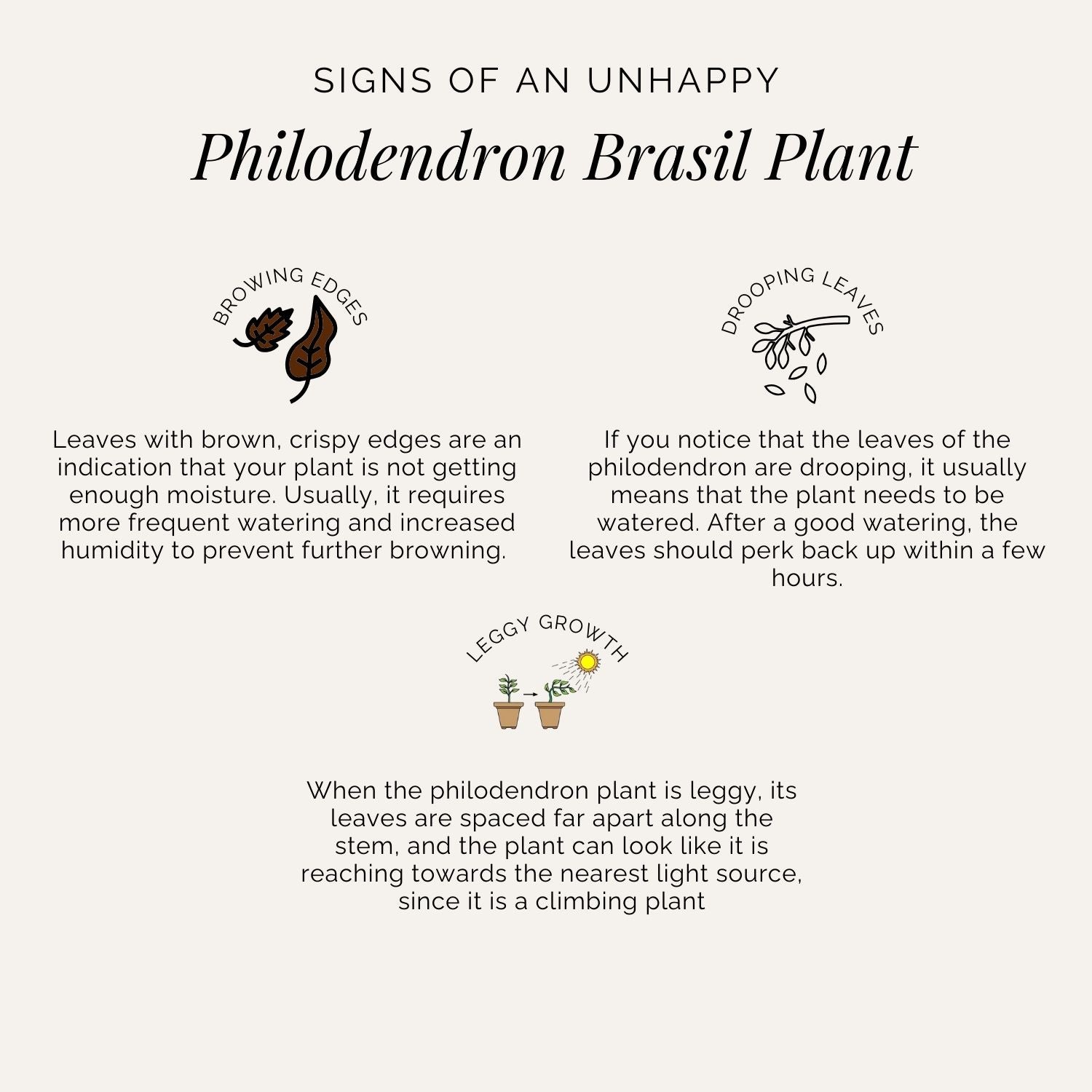 Rooted Philodendron Brasil Plant