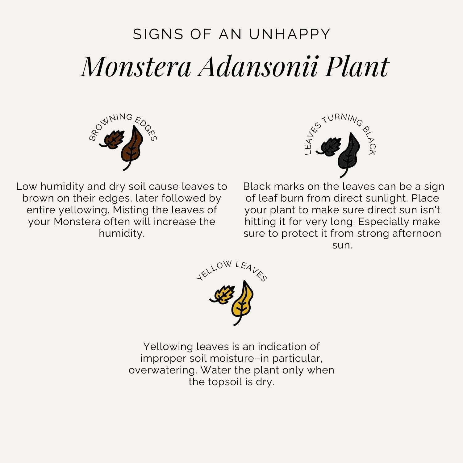 Rooted Monstera Adansonii Plant
