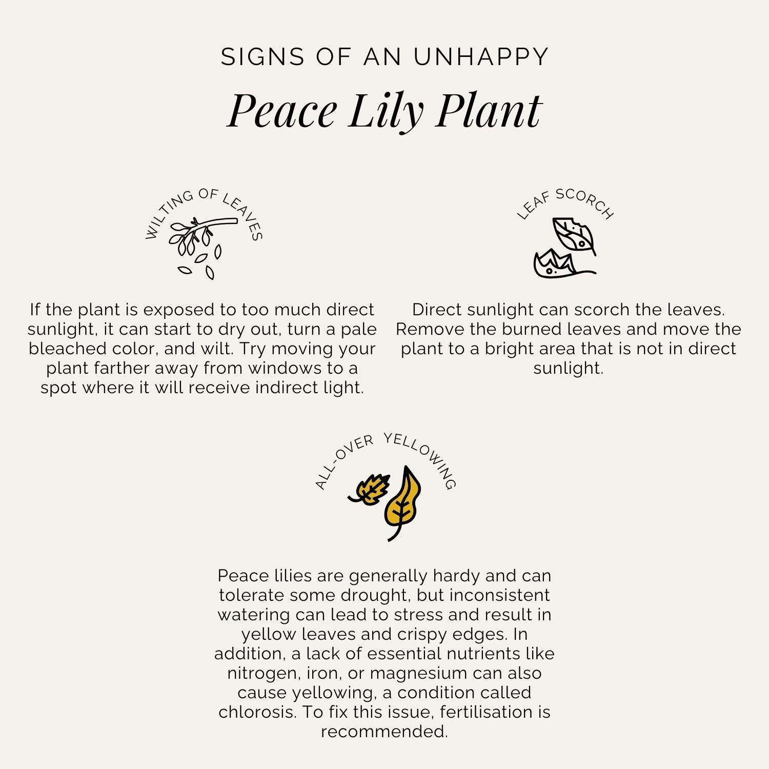 Rooted Peace Lily Plant
