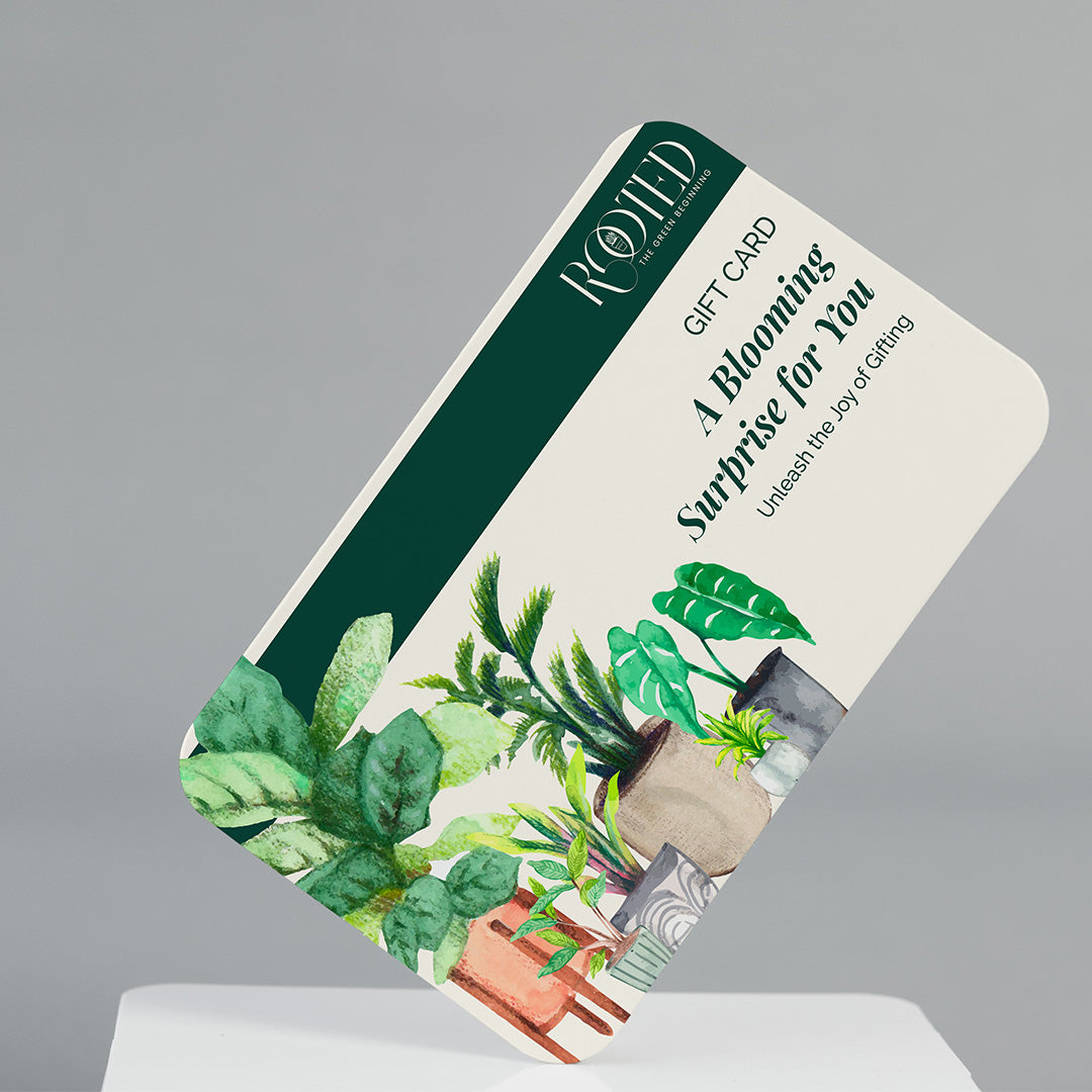 Rooted's Every Occasion Gift Card