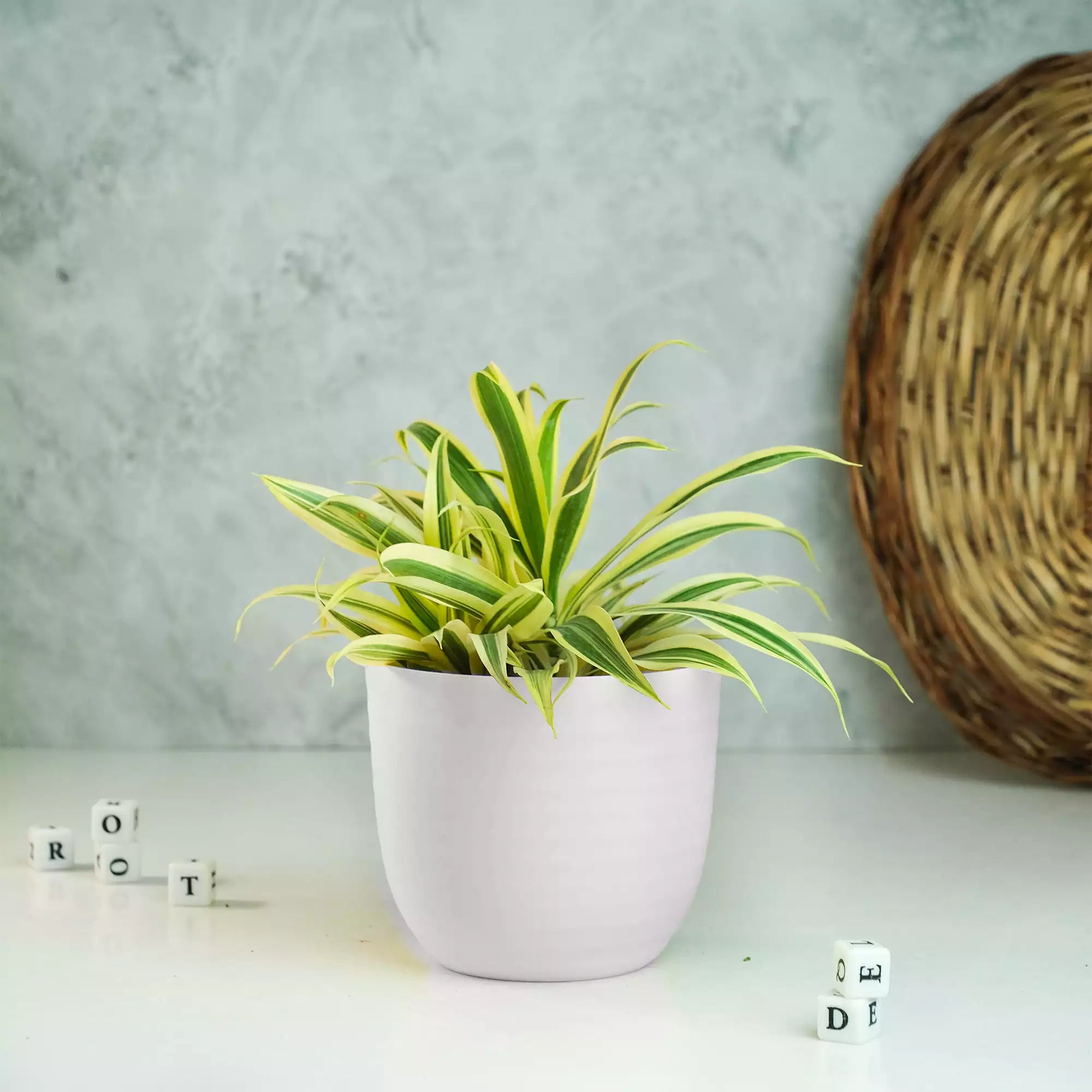 Matte Fibre Pot