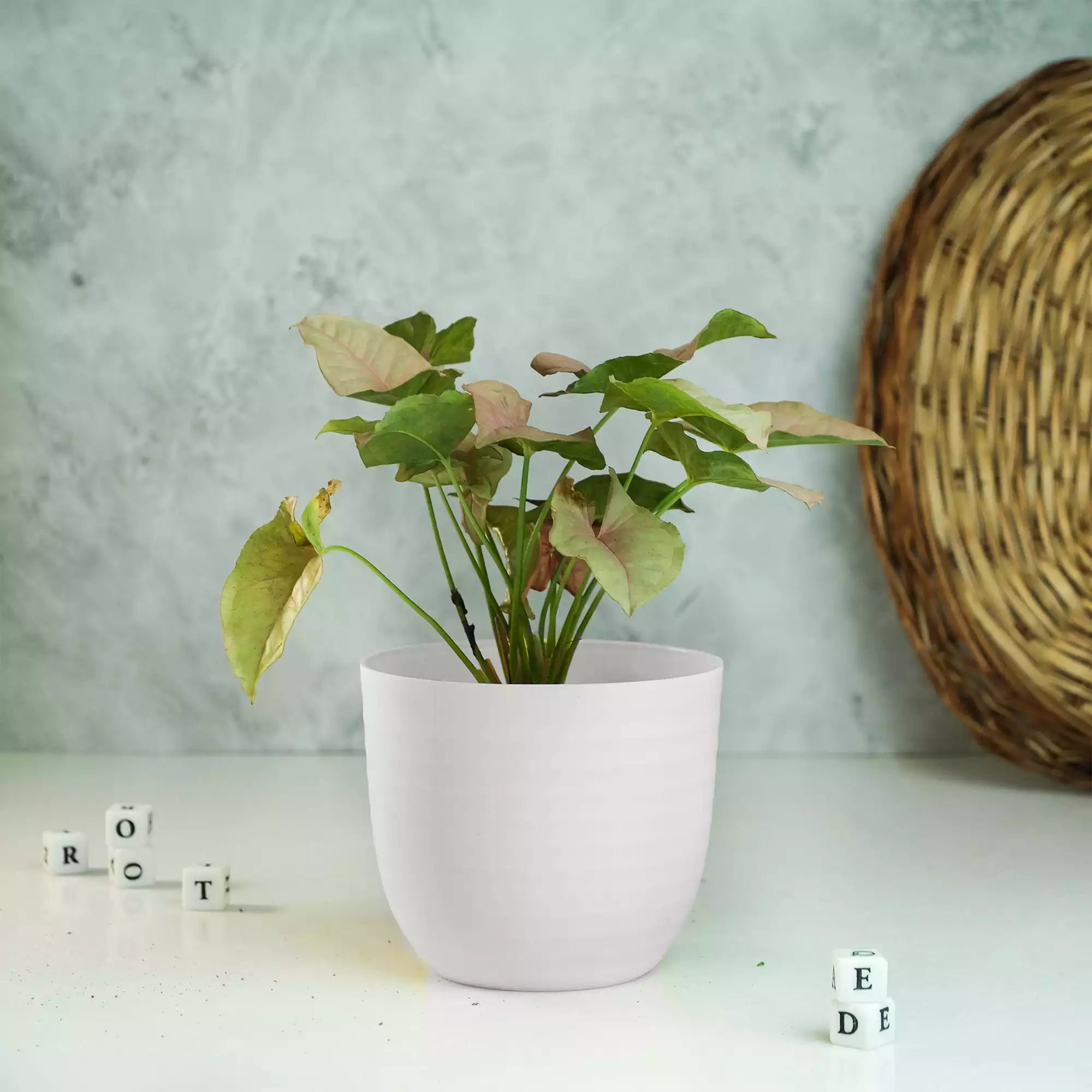 Matte Fibre Pot