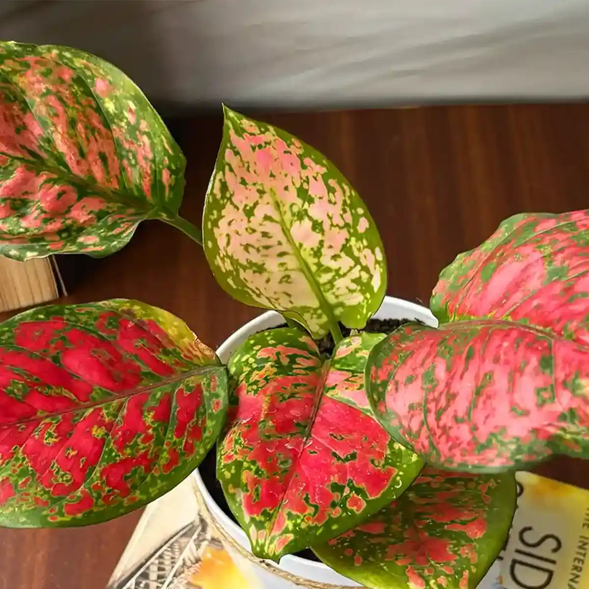 Aglaonema Pink Beauty Plant