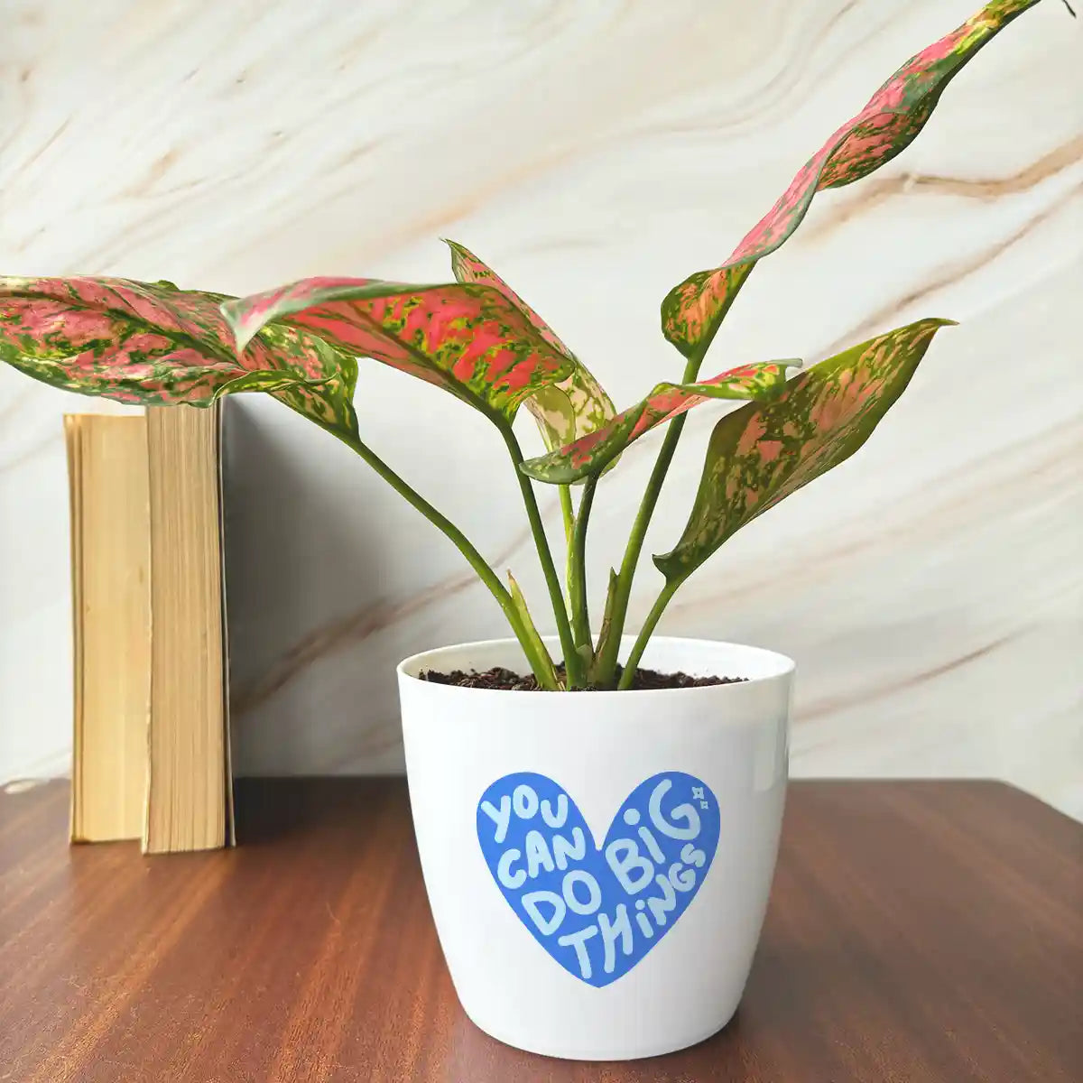 Aglaonema Pink Beauty Plant