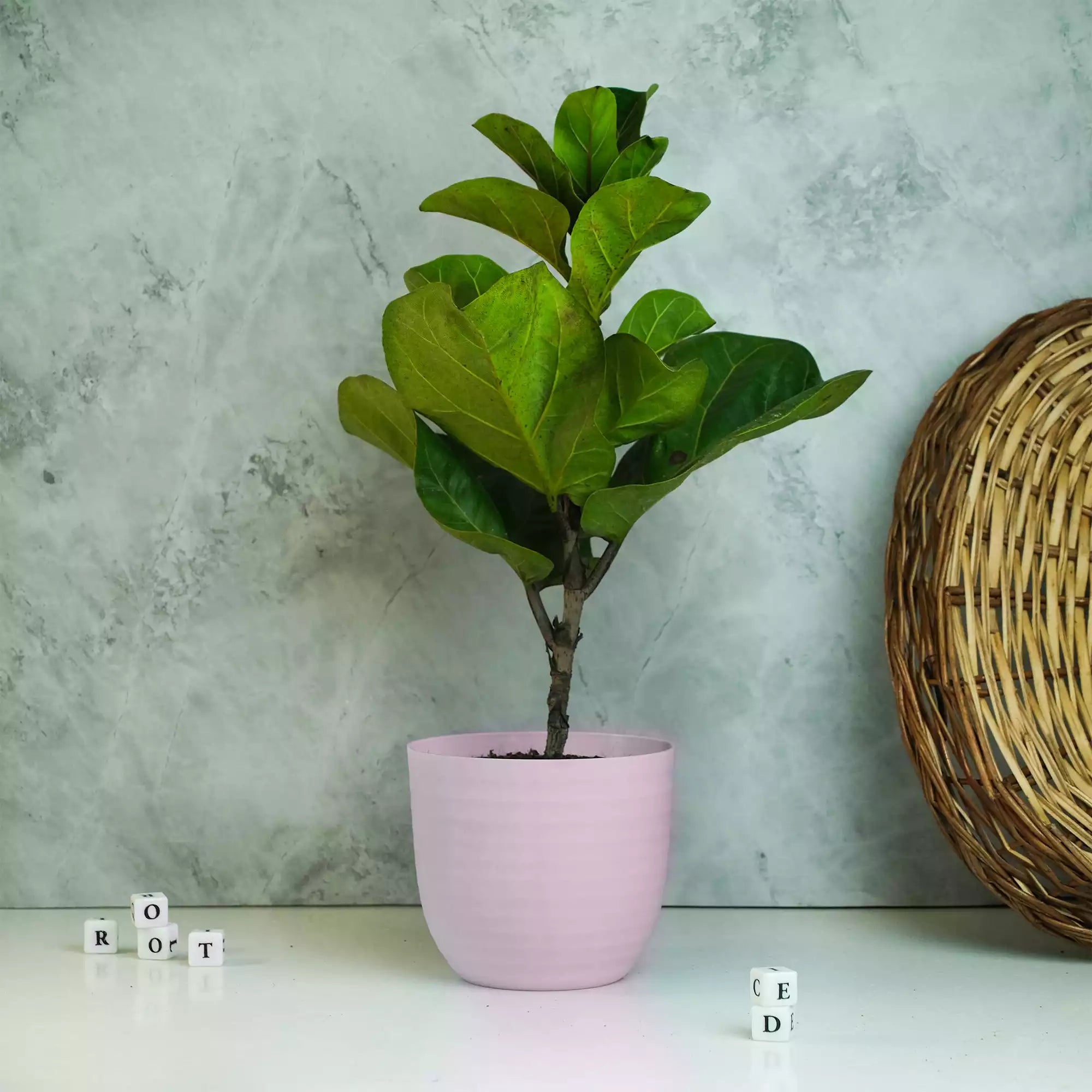 Matte Fibre Pot