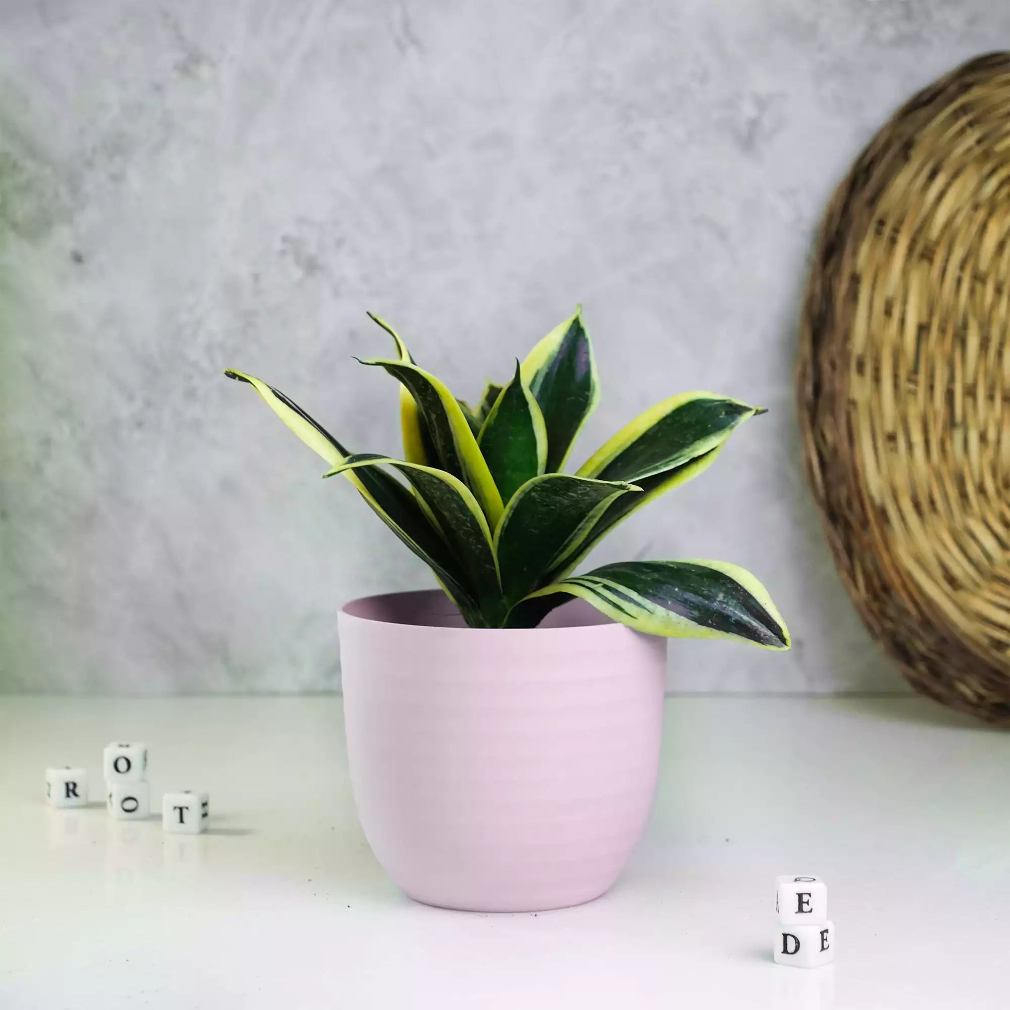 Matte Fibre Pot