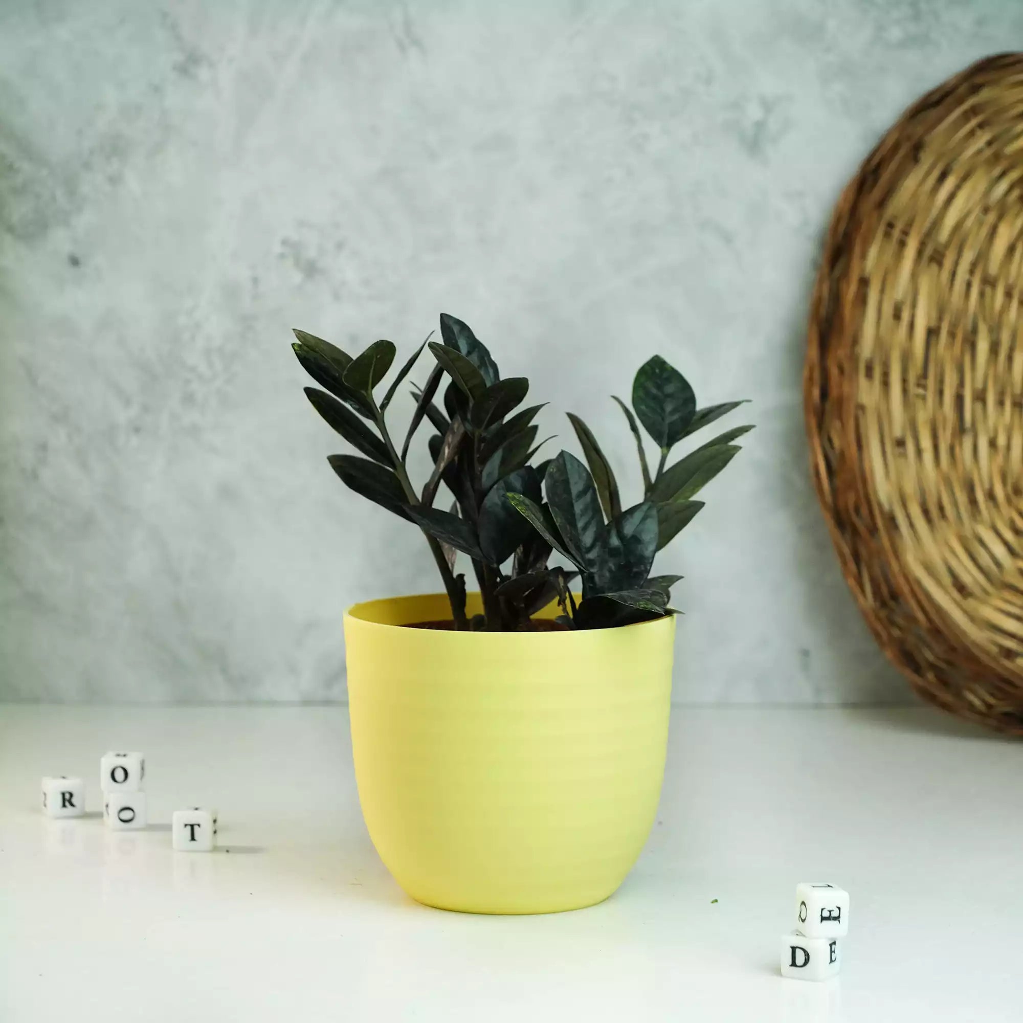 Matte Fibre Pot