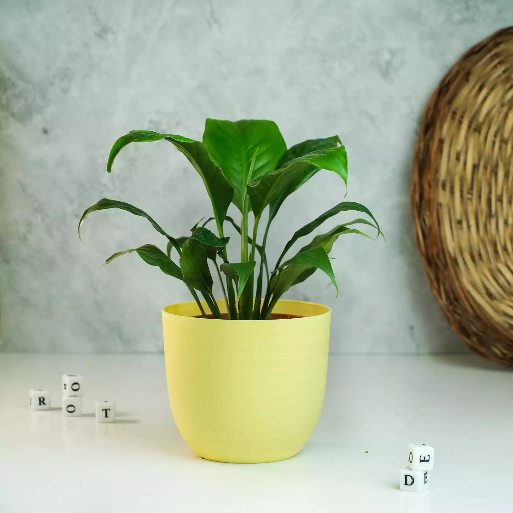 Matte Fibre Pot
