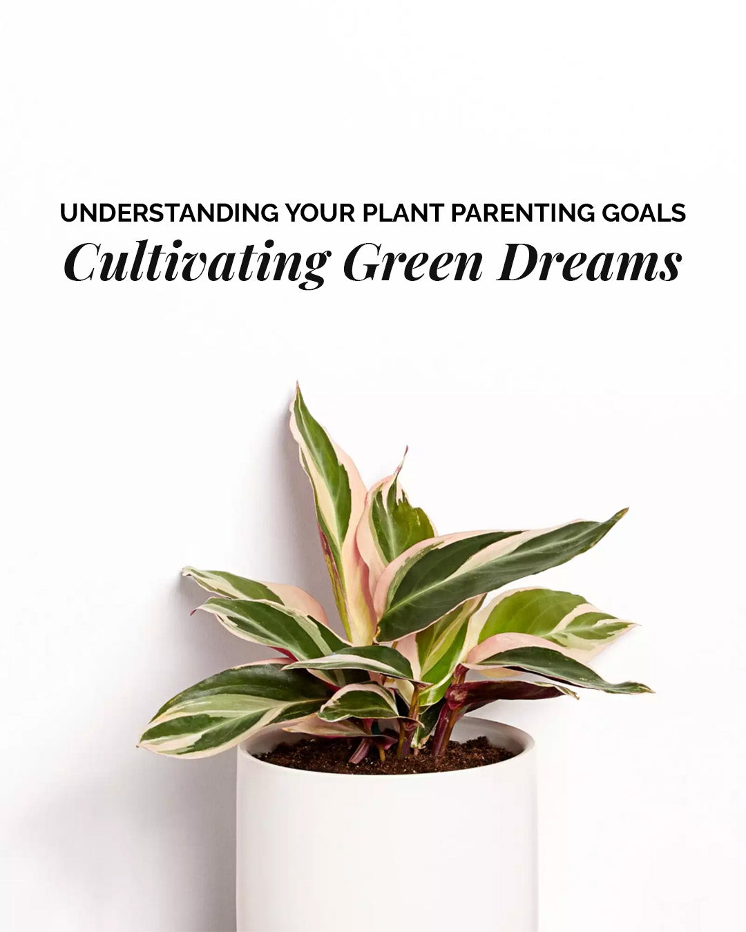 Understanding Your Plant Parenting Goals - Cultivating Green Dreams