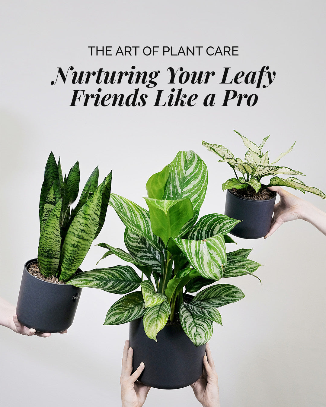The Art of Plant Care: Nurturing Your Leafy Friends Like a Pro
