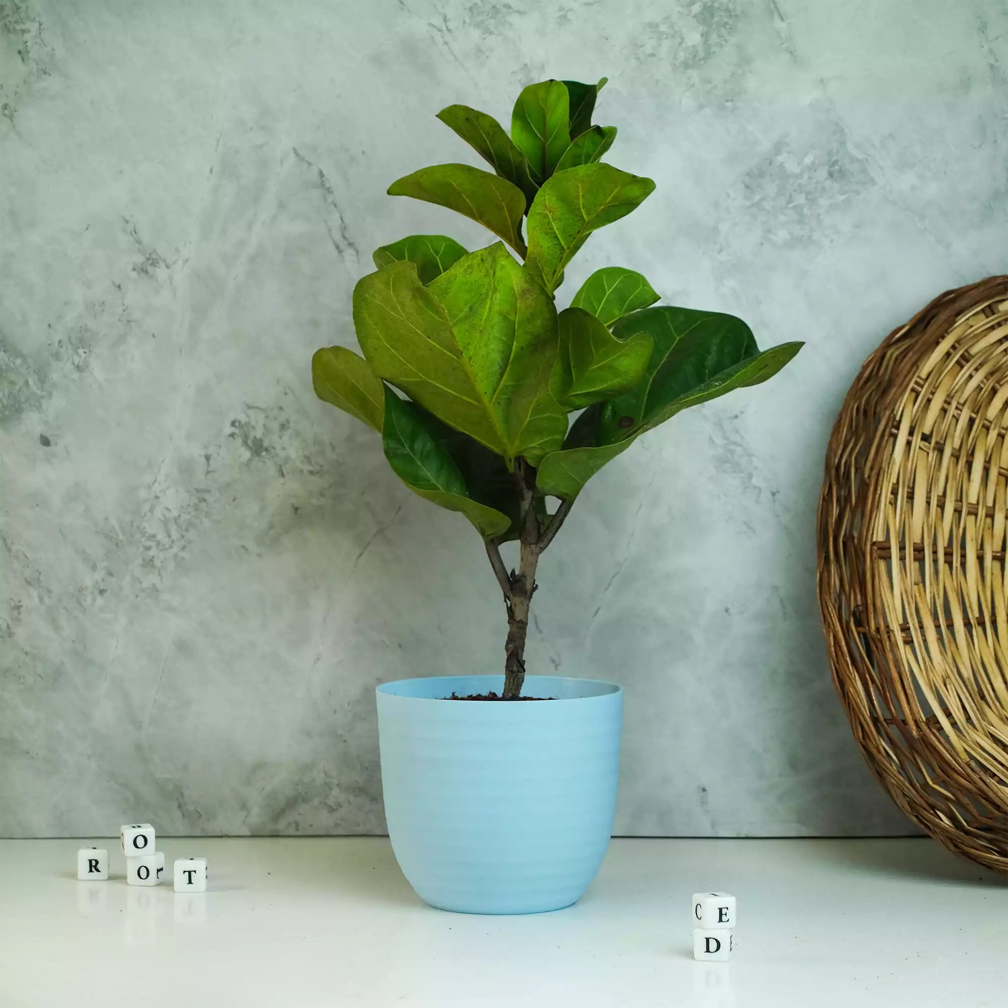 Fiddle Leaf Fig Plant