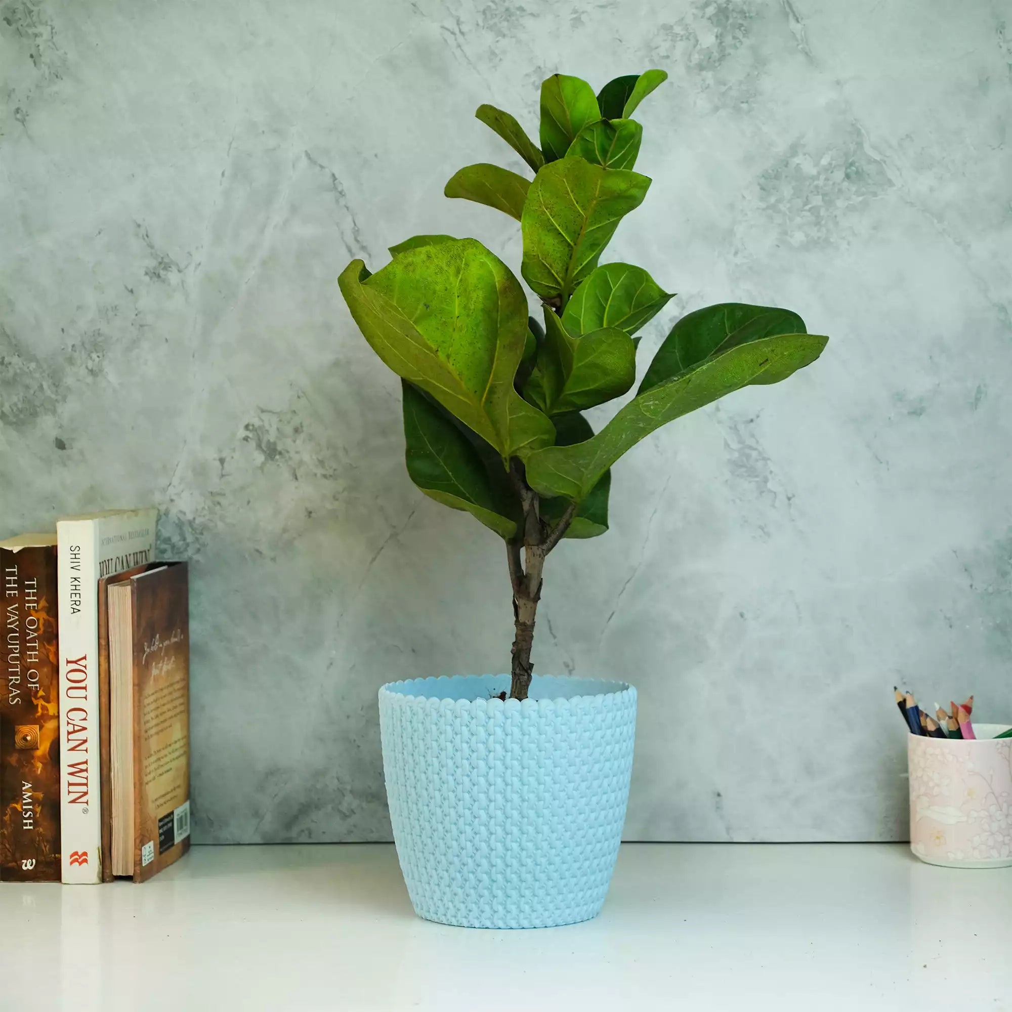 Fiddle Leaf Fig Plant