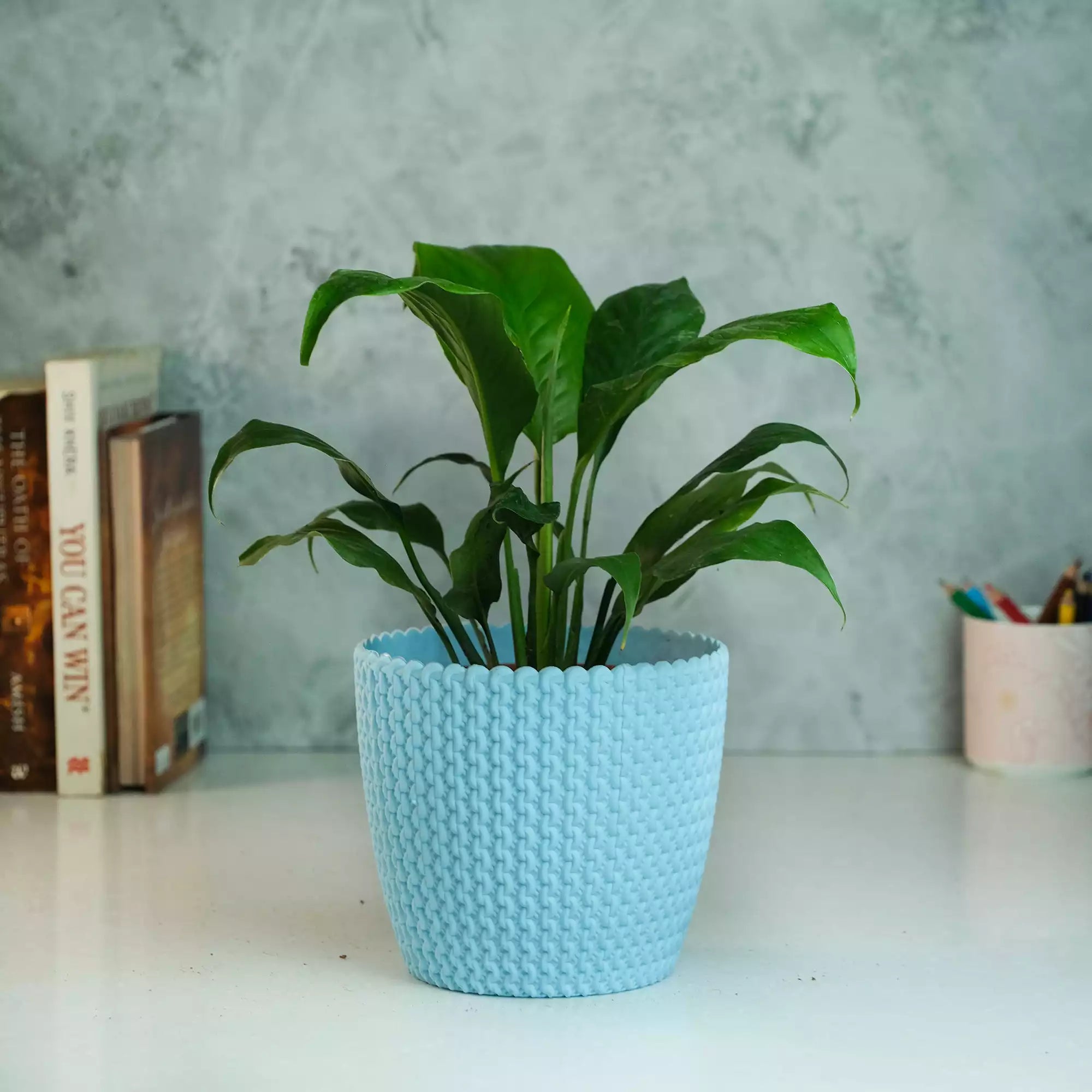 Peace Lily Plant