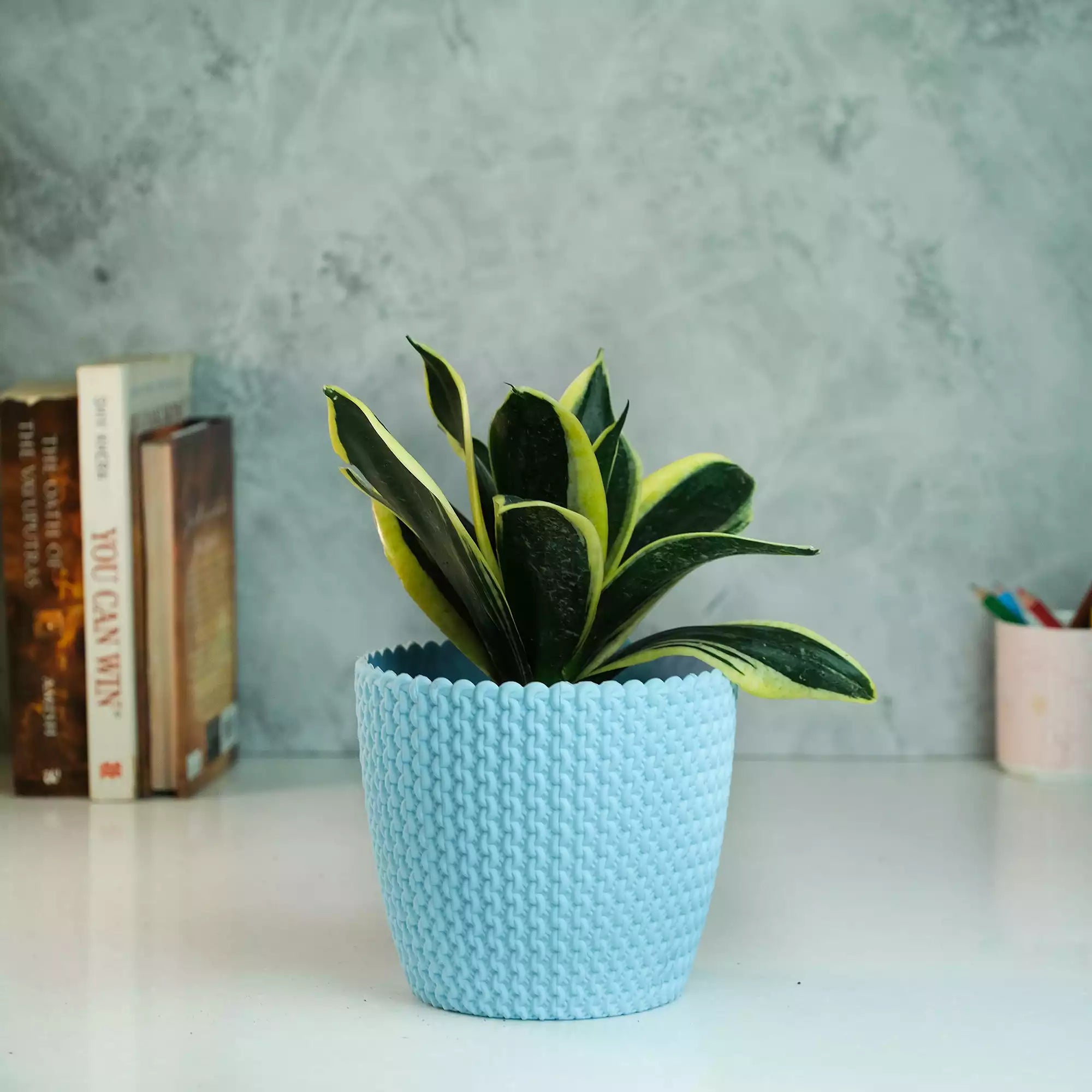 Snake Plant