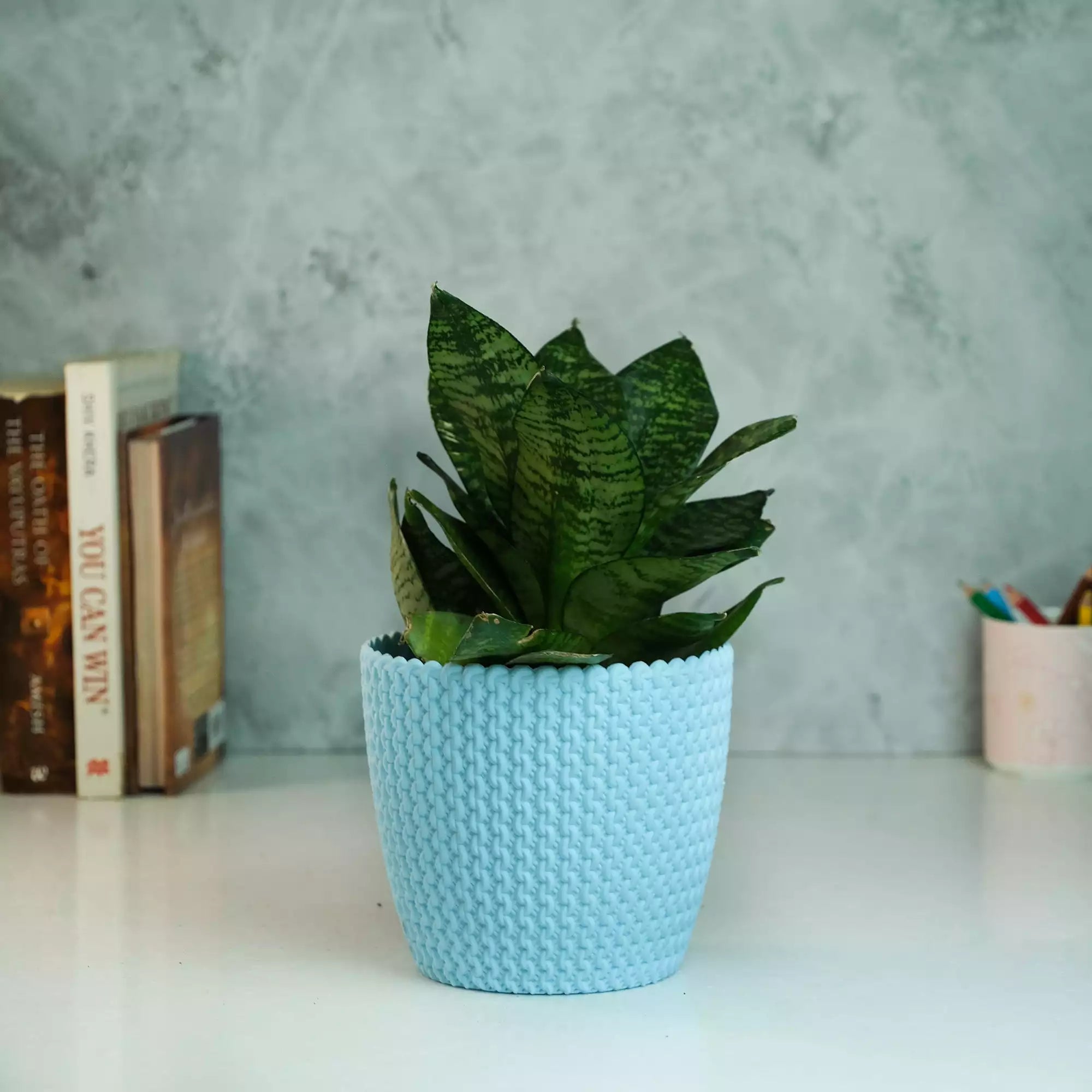 Snake Plant