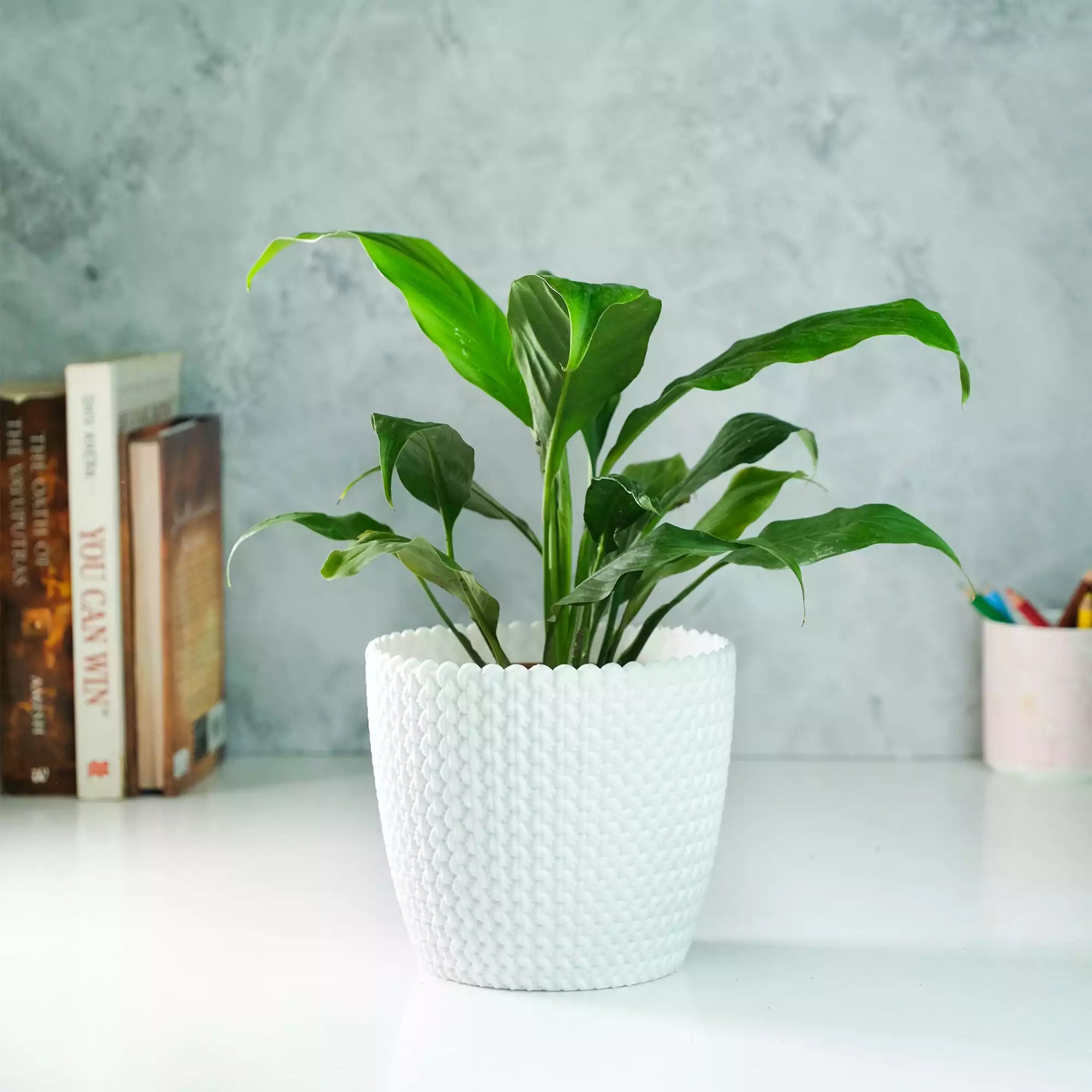 Peace Lily Plant