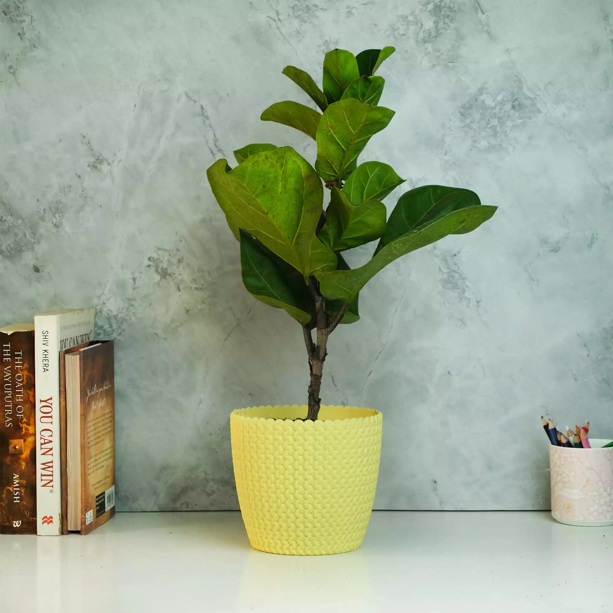 Fiddle Leaf Fig Plant