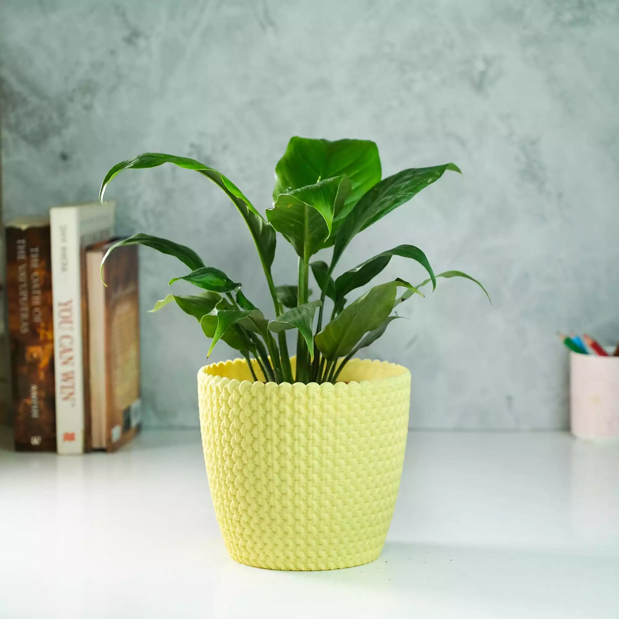 Peace Lily Plant