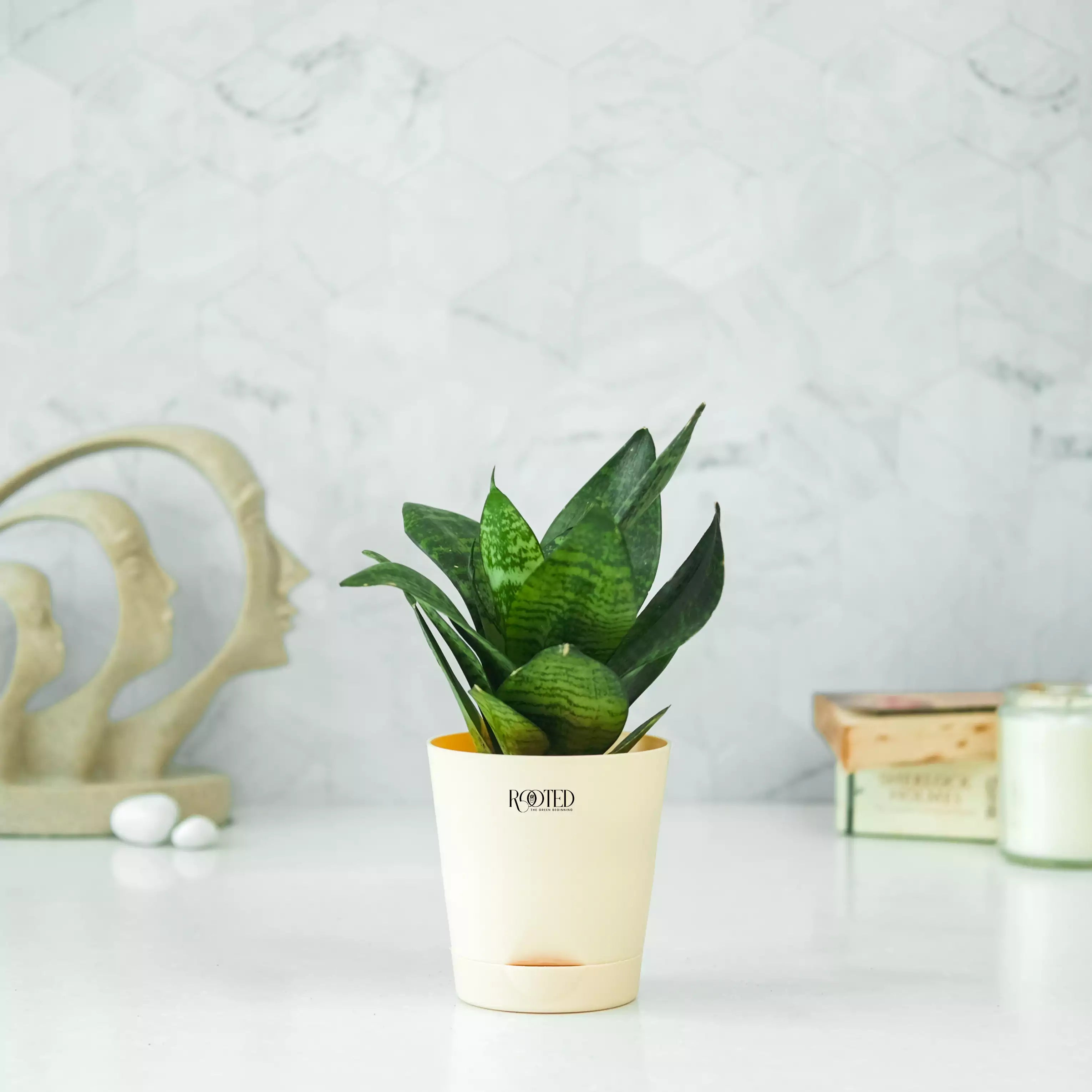 Rooted Snake Plant