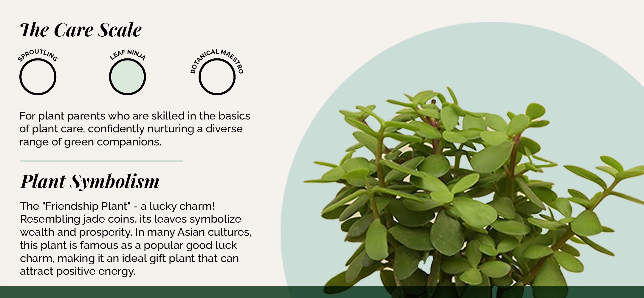 jade plant scale Buy Good Luck Jade Plant Online in India