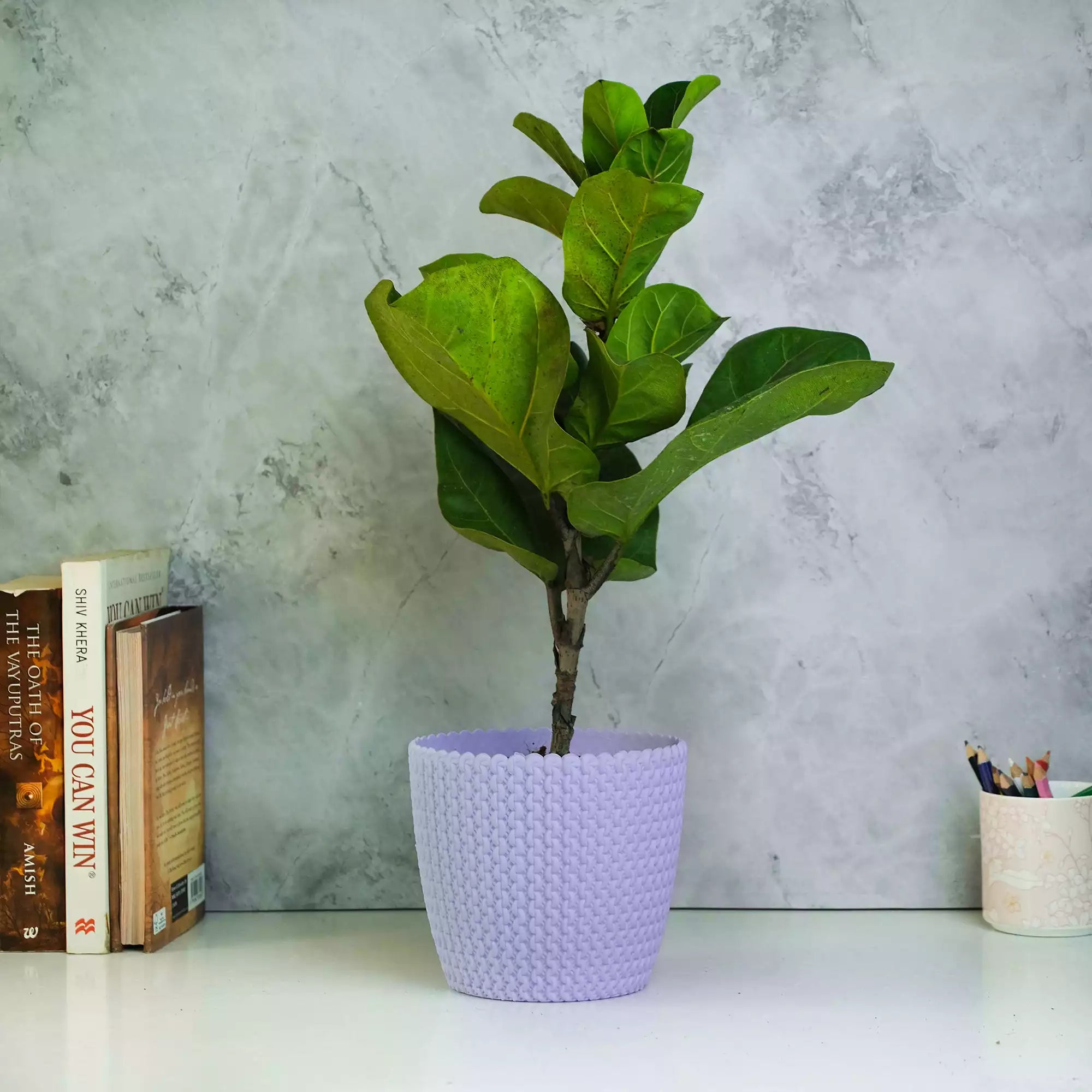 Fiddle Leaf Fig Plant