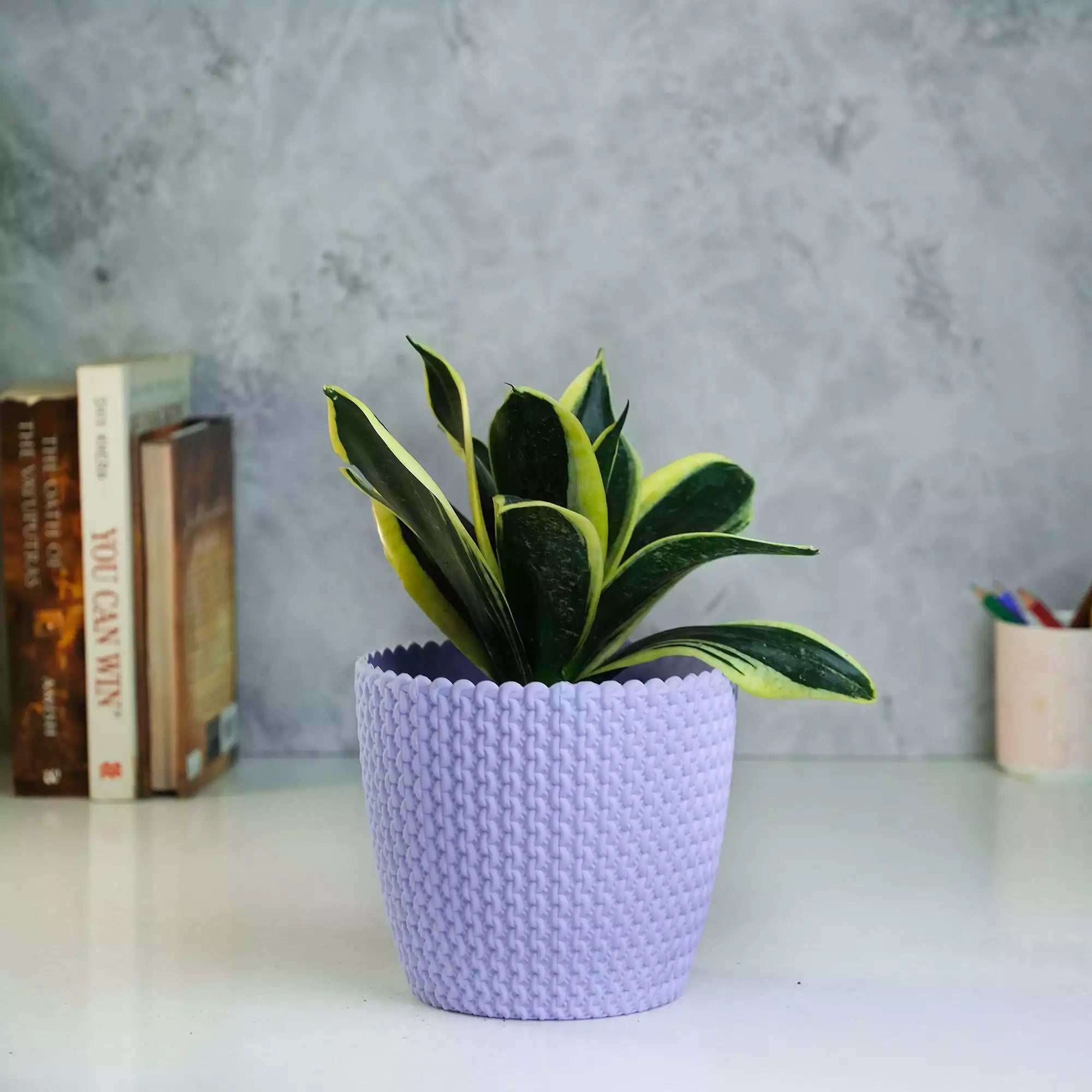 Snake Plant