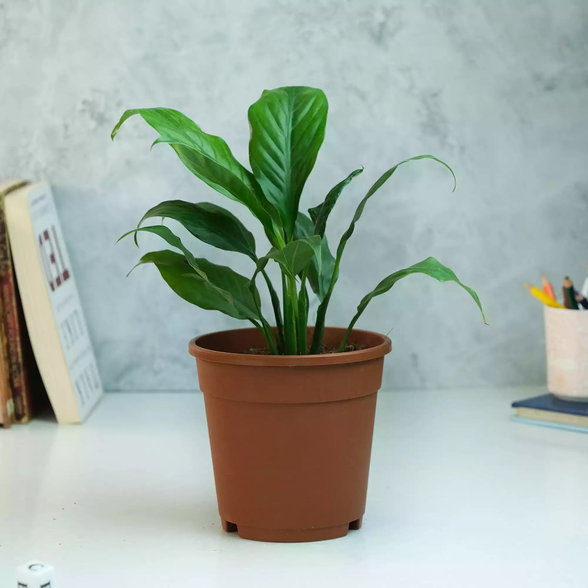 Peace Lily Plant