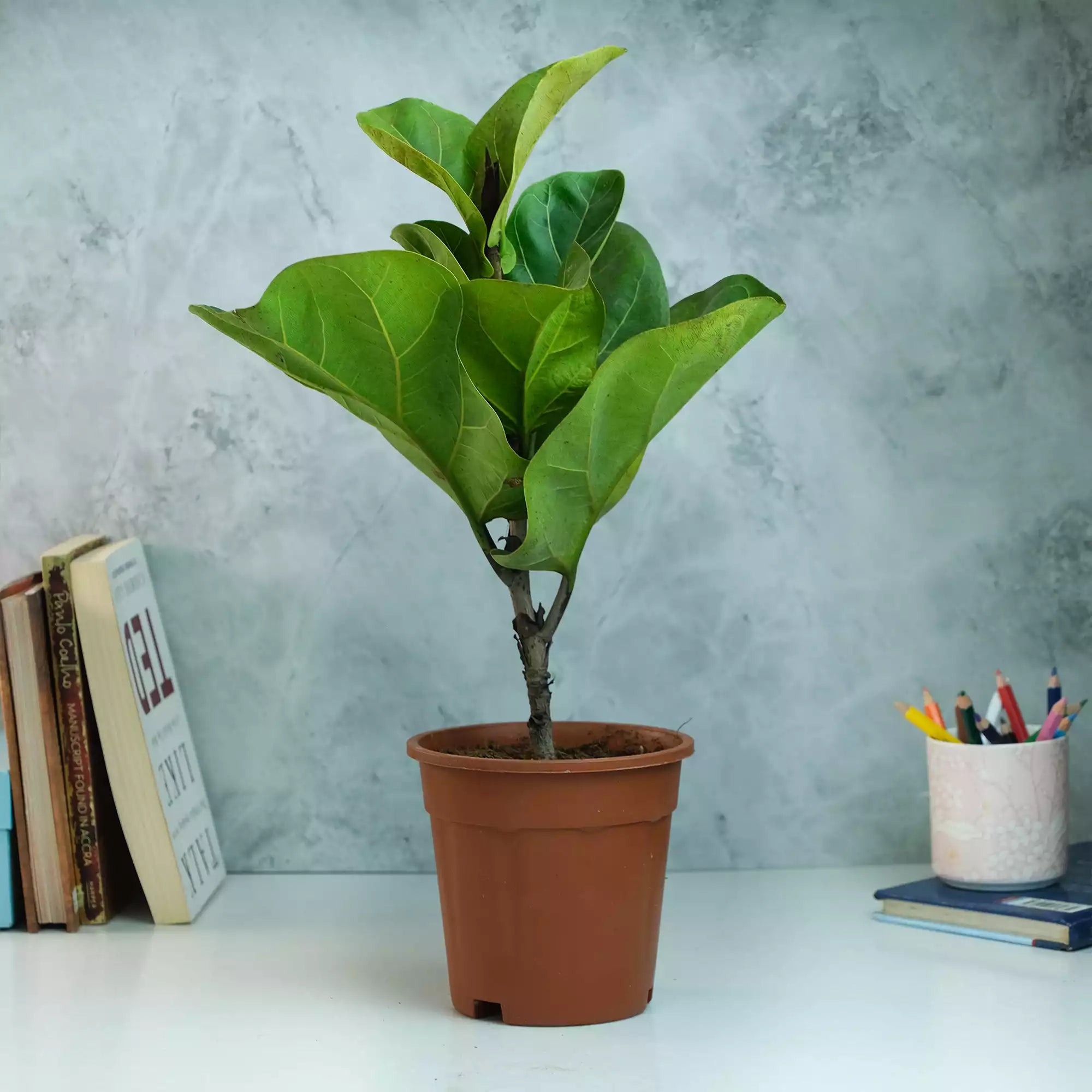 Fiddle Leaf Fig Plant