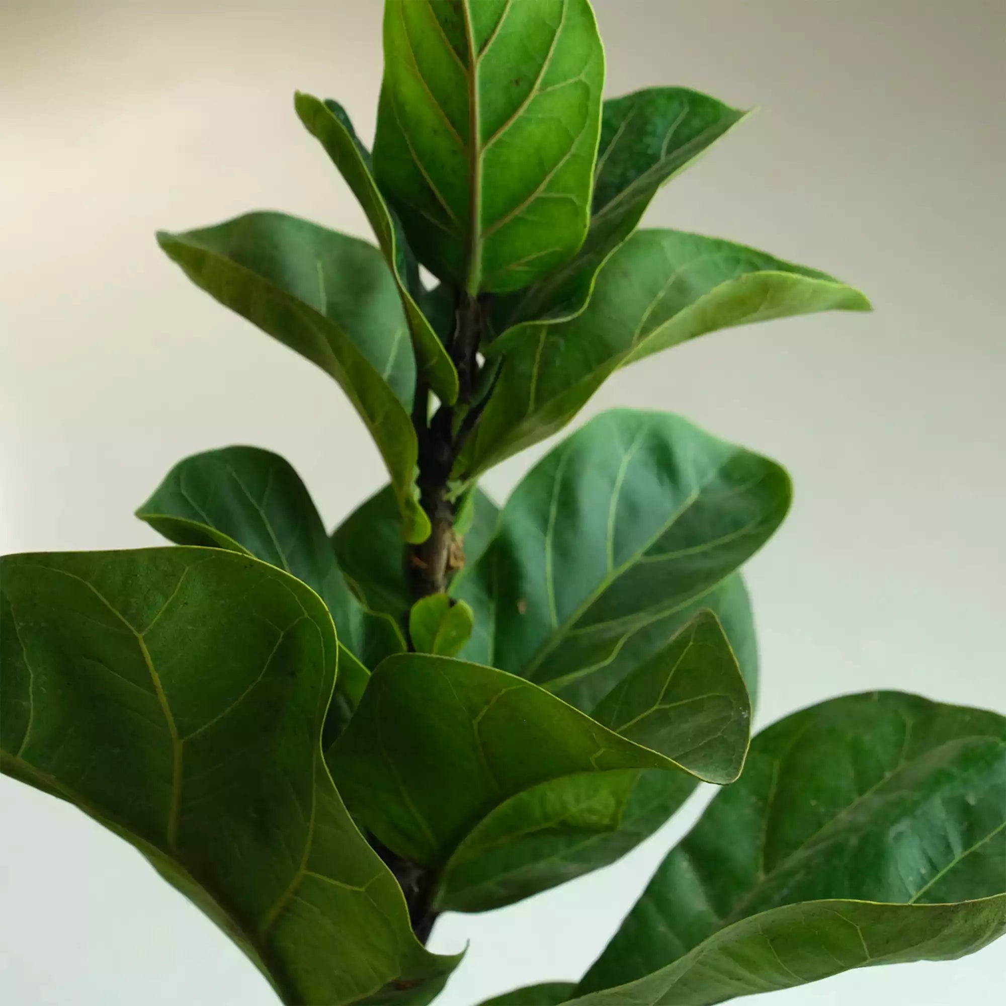 Fiddle Leaf Fig Plant