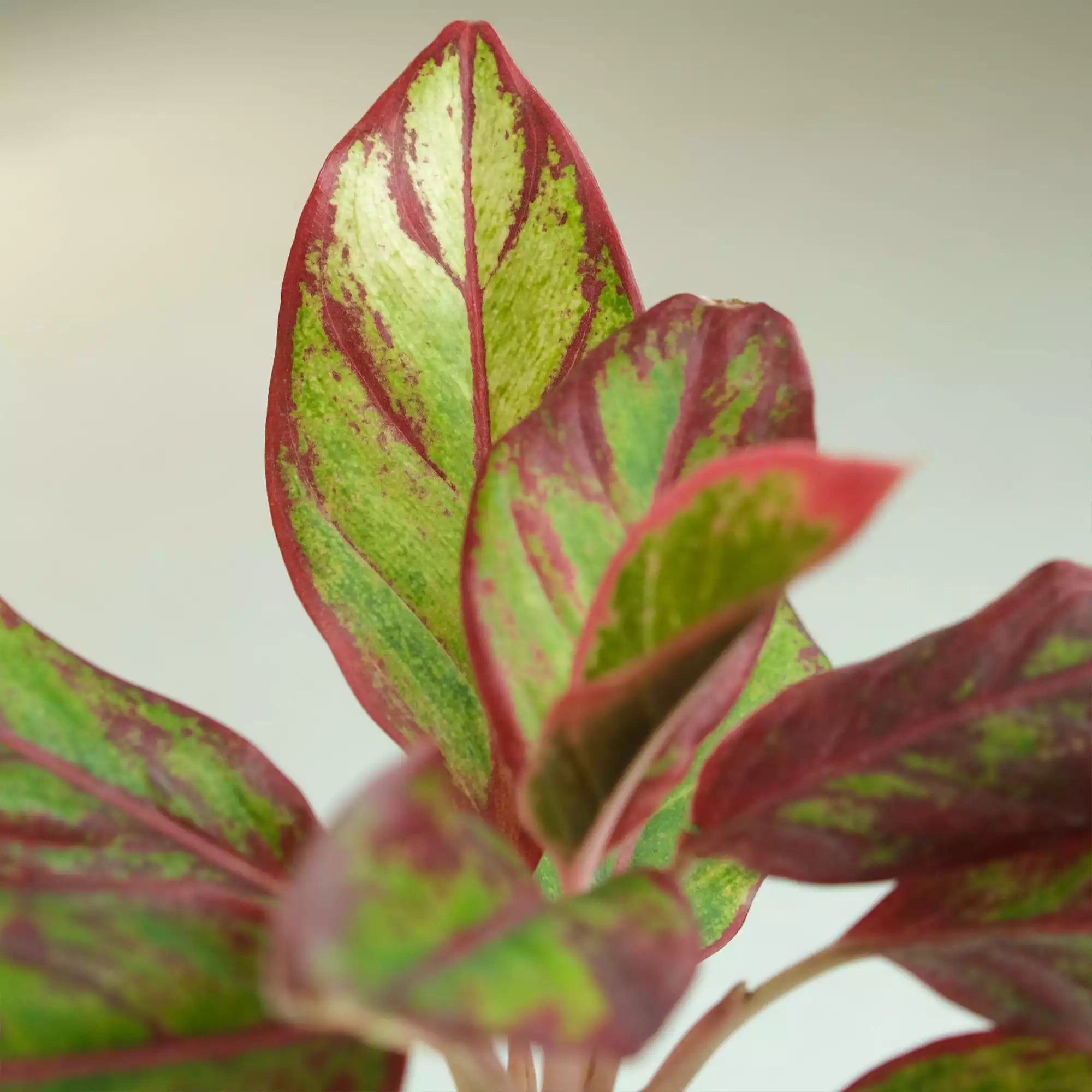 Colorful Plants Bundle