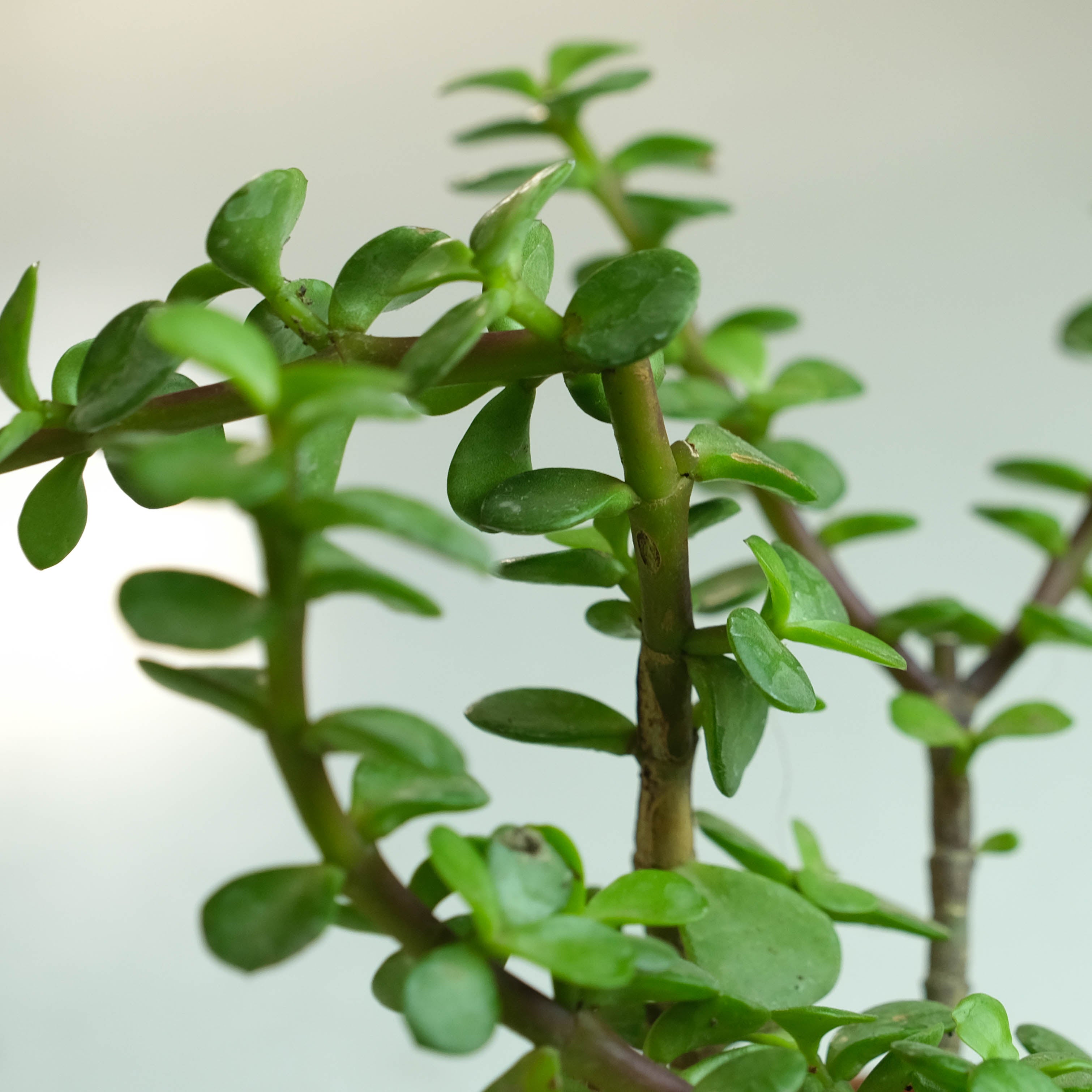 Rooted Jade Plant