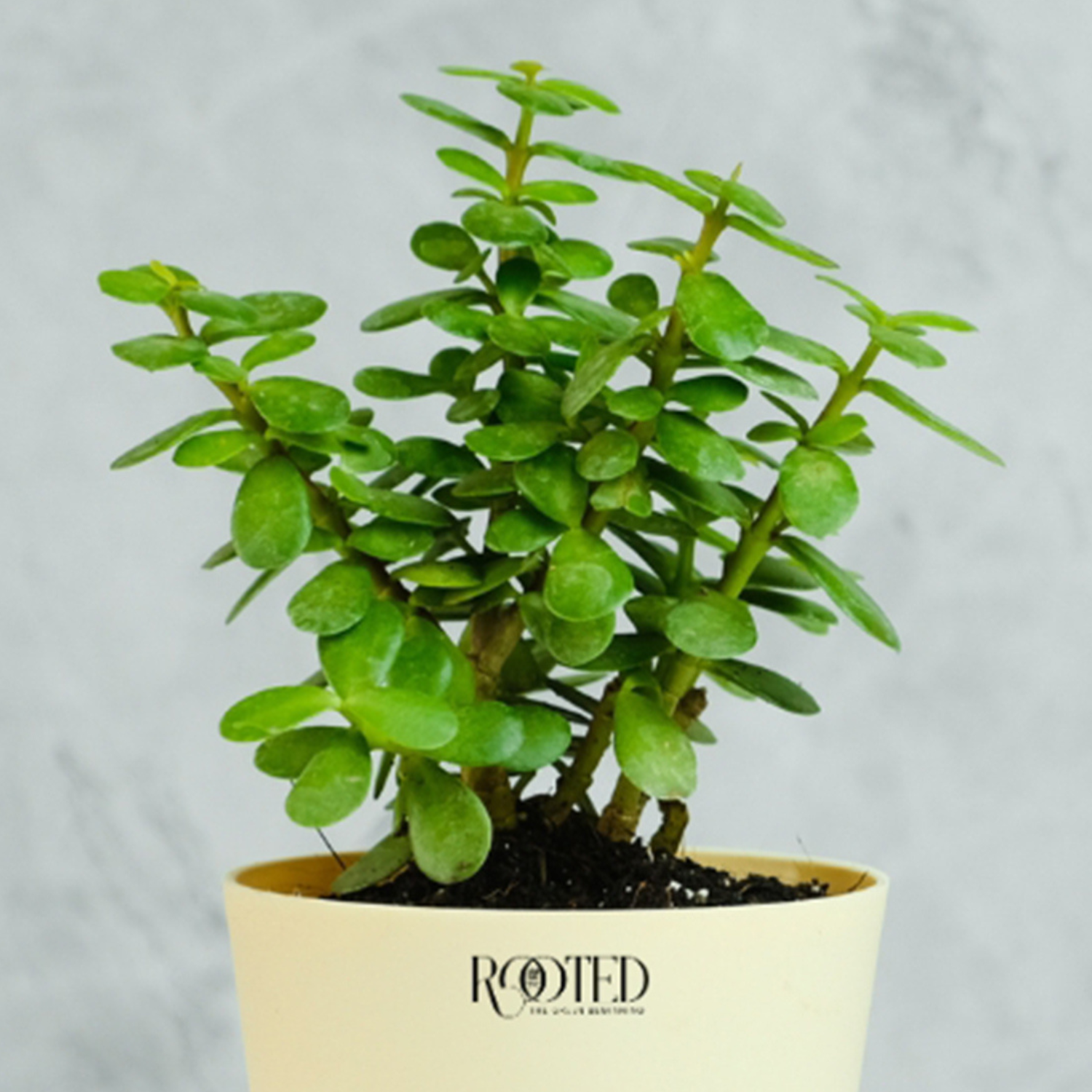 Rooted Jade Plant