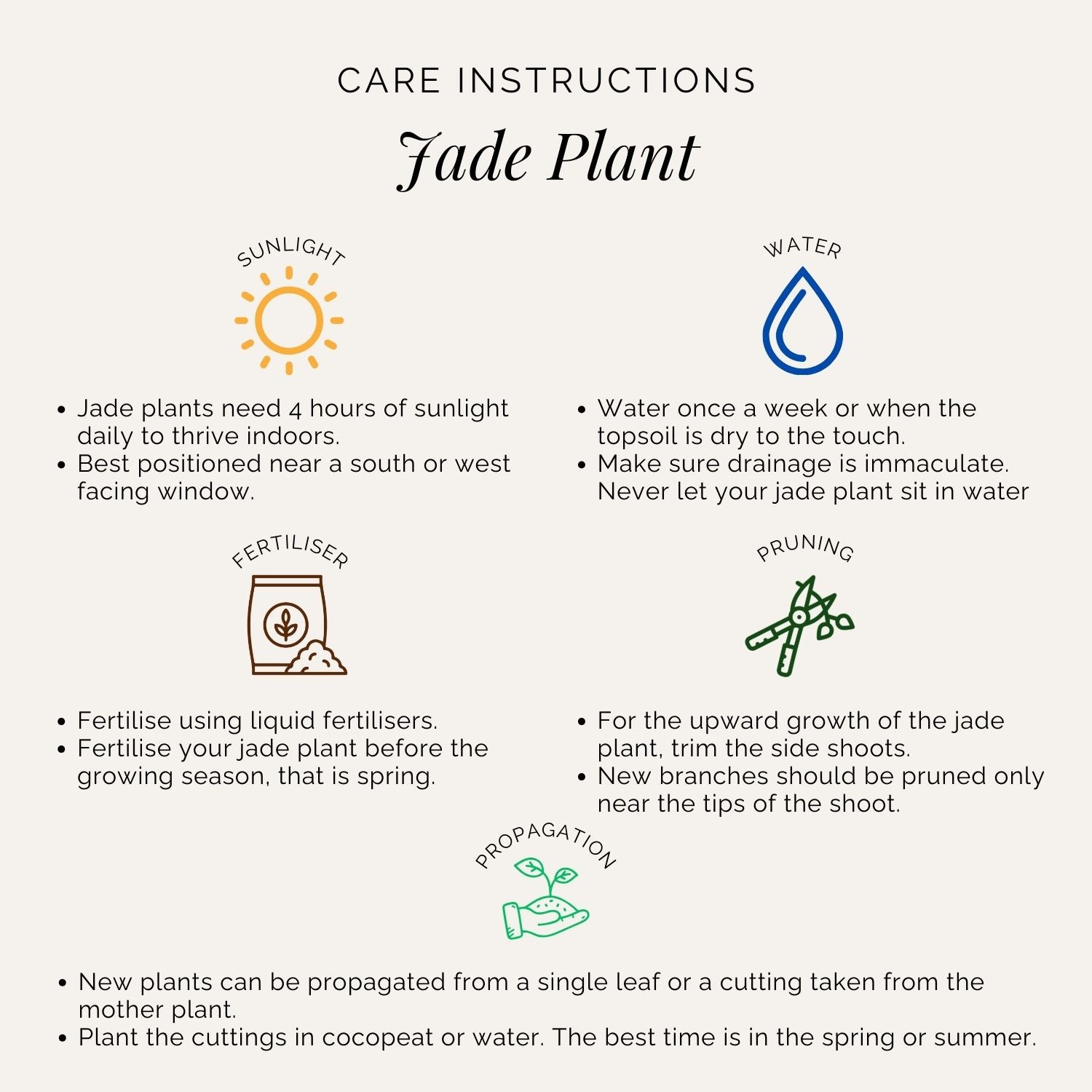 Rooted Jade Plant