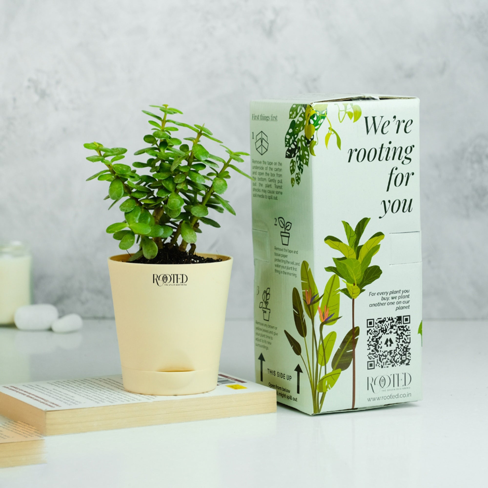 Rooted Jade Plant
