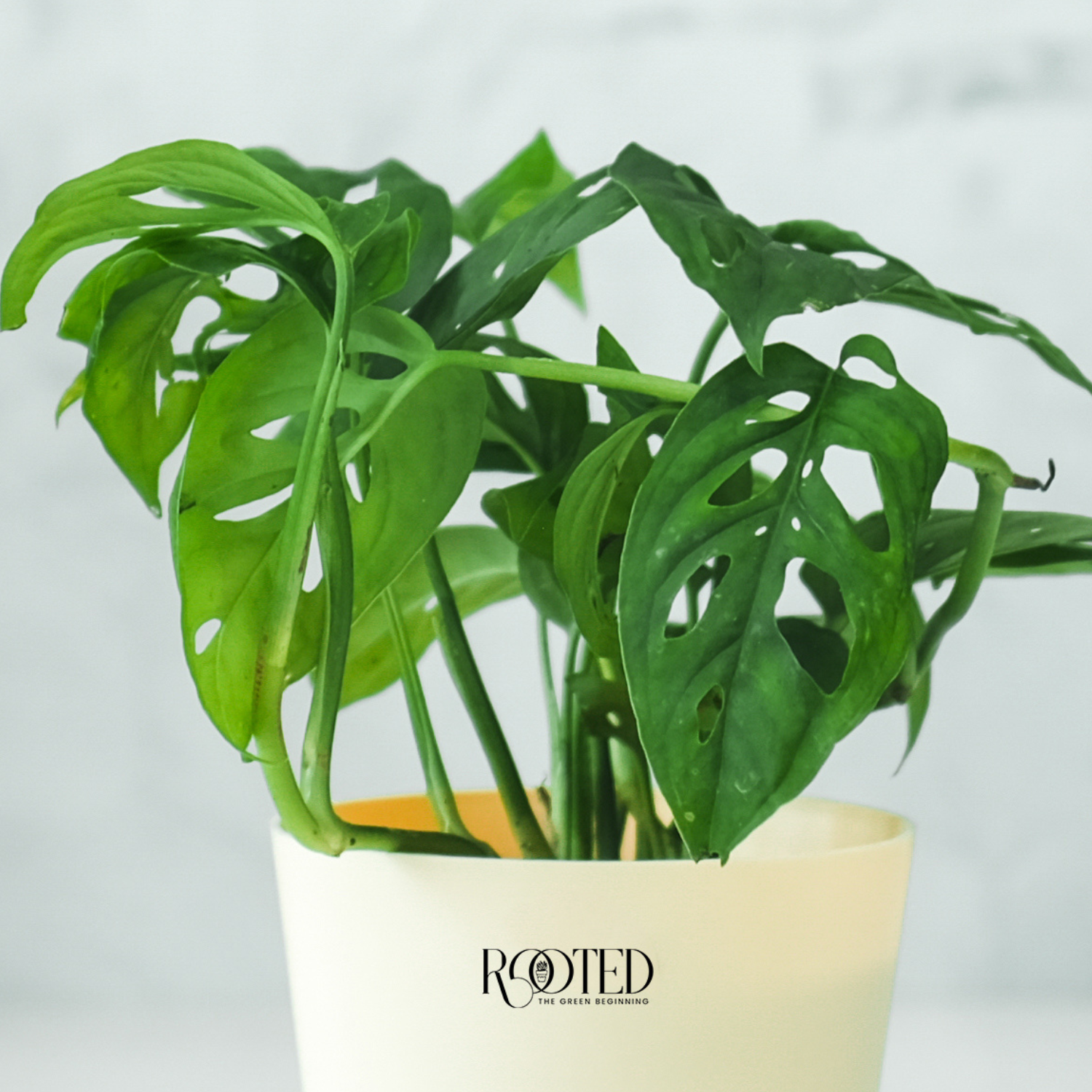 Rooted Monstera Adansonii Plant