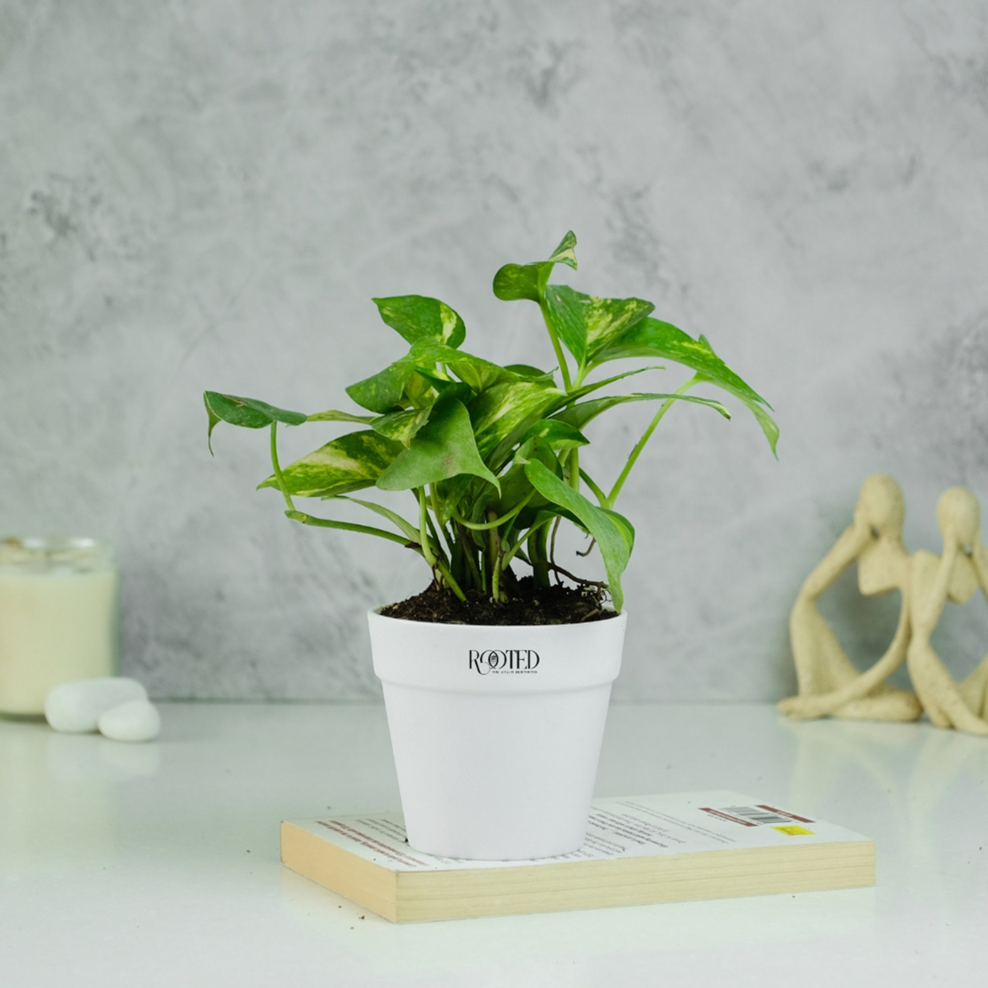Rooted Green Money Plant Variegated in Crown Pot