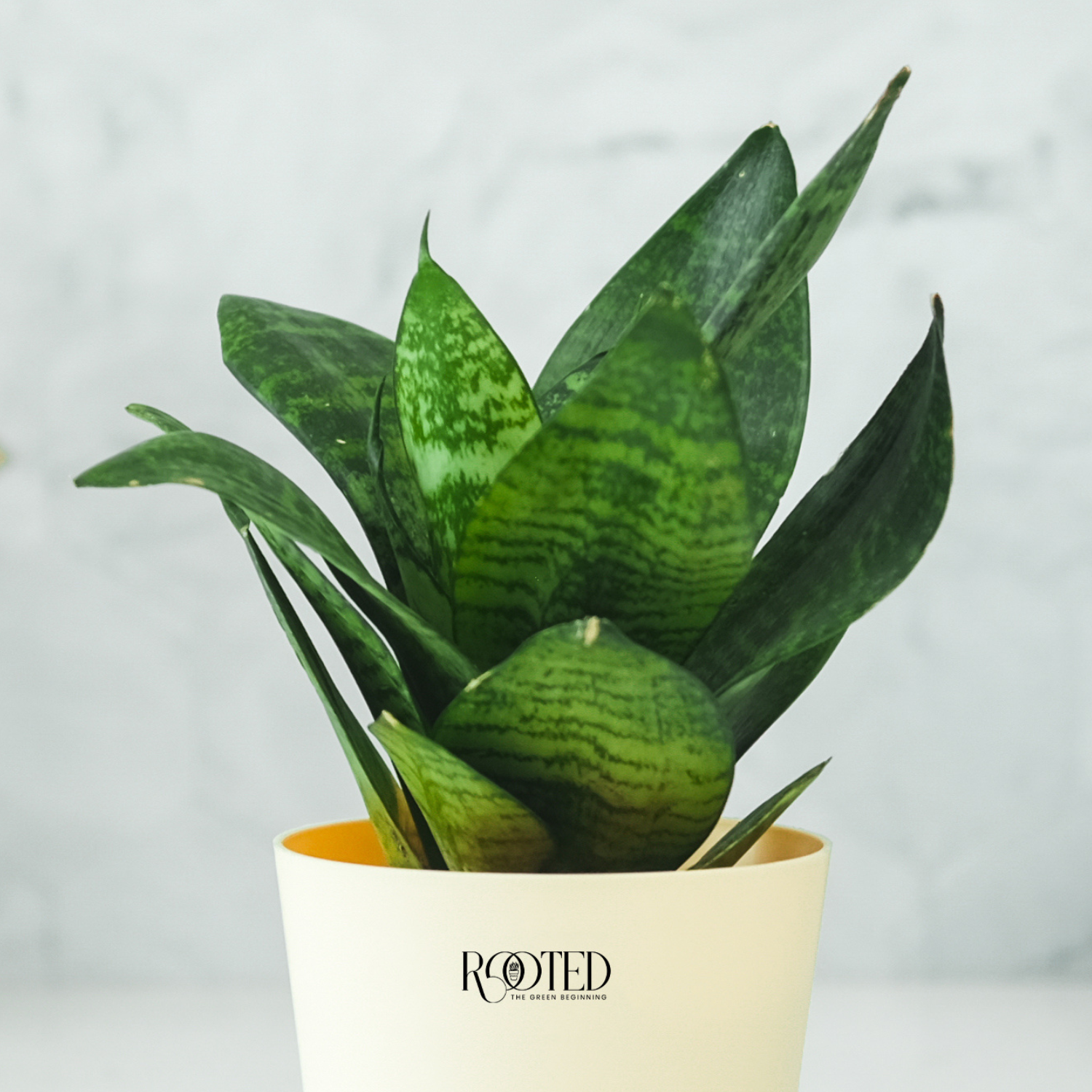 Rooted Snake Plant