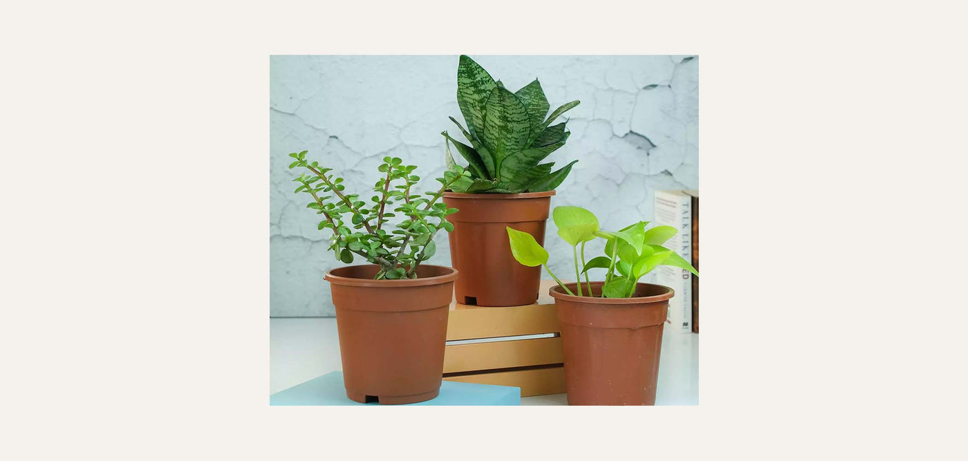Rooted Buy Plants, Pots & More Online