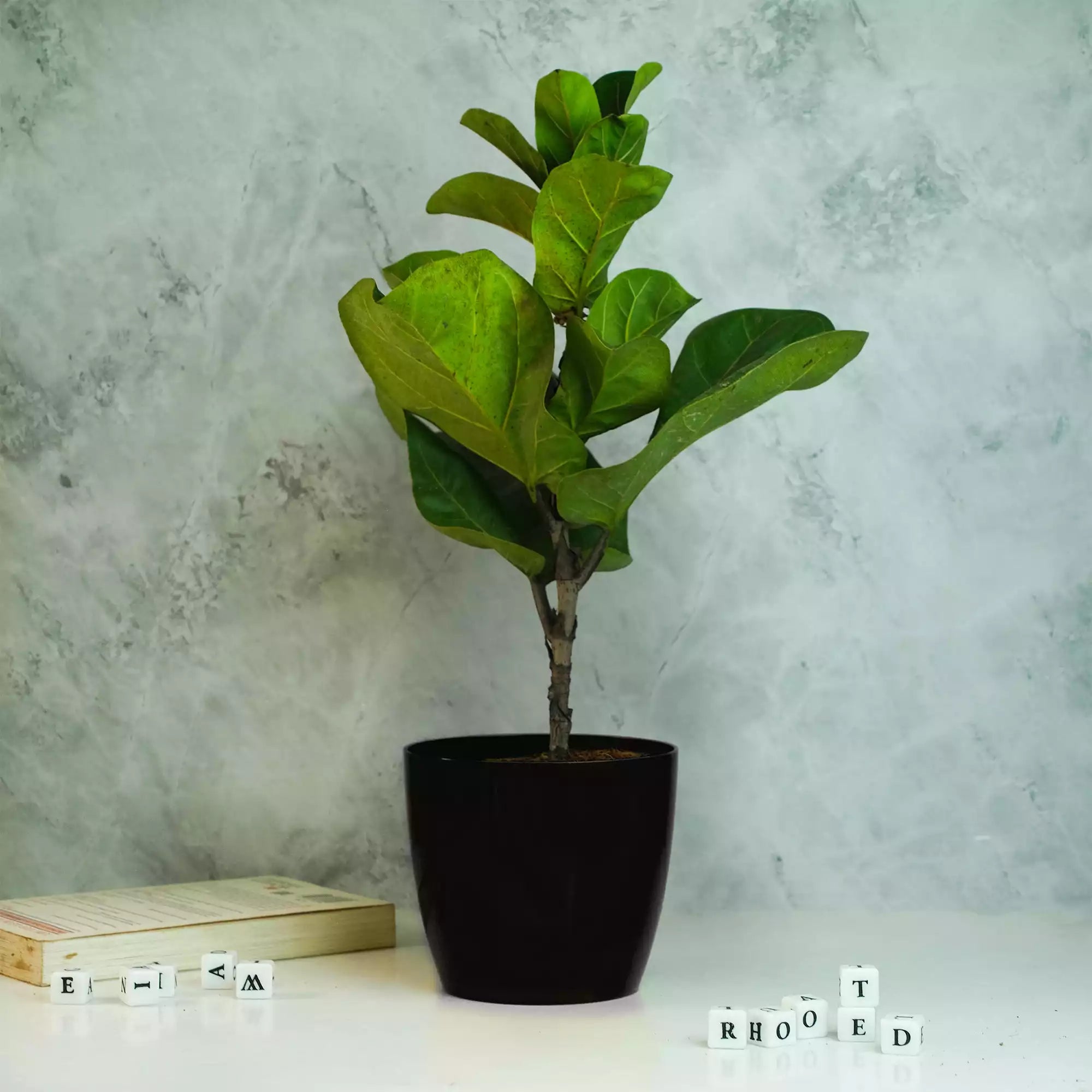 Fiddle Leaf Fig Plant