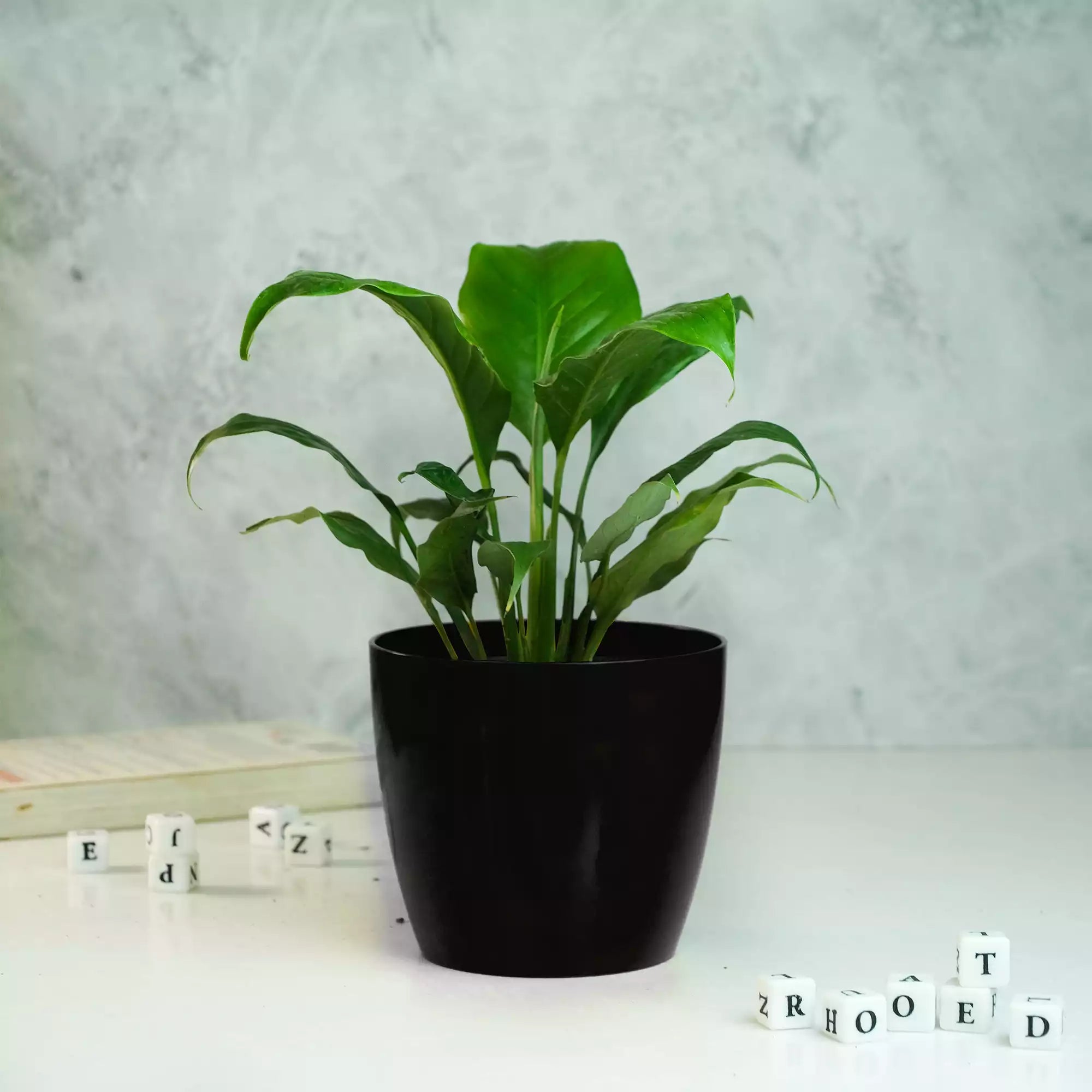 Peace Lily Plant