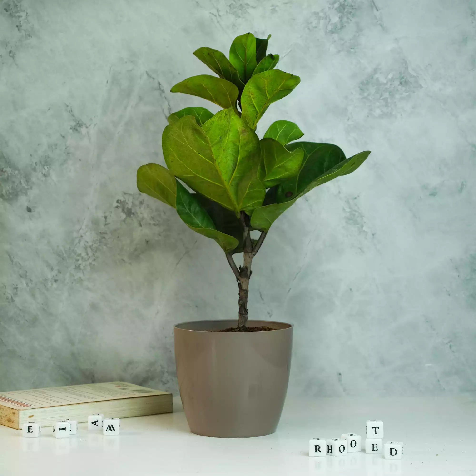 Fiddle Leaf Fig Plant