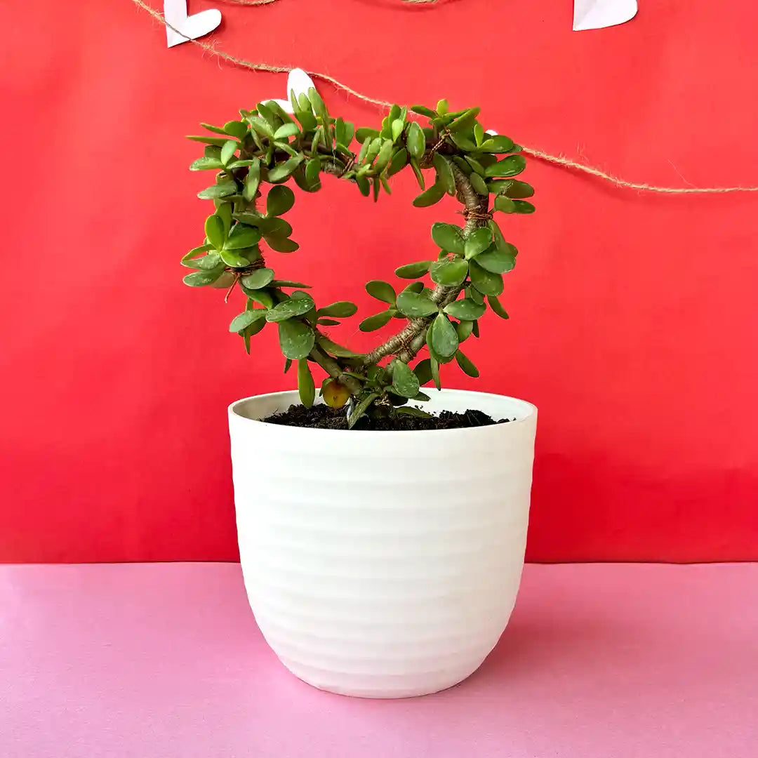 Heart-Shaped Jade Plant