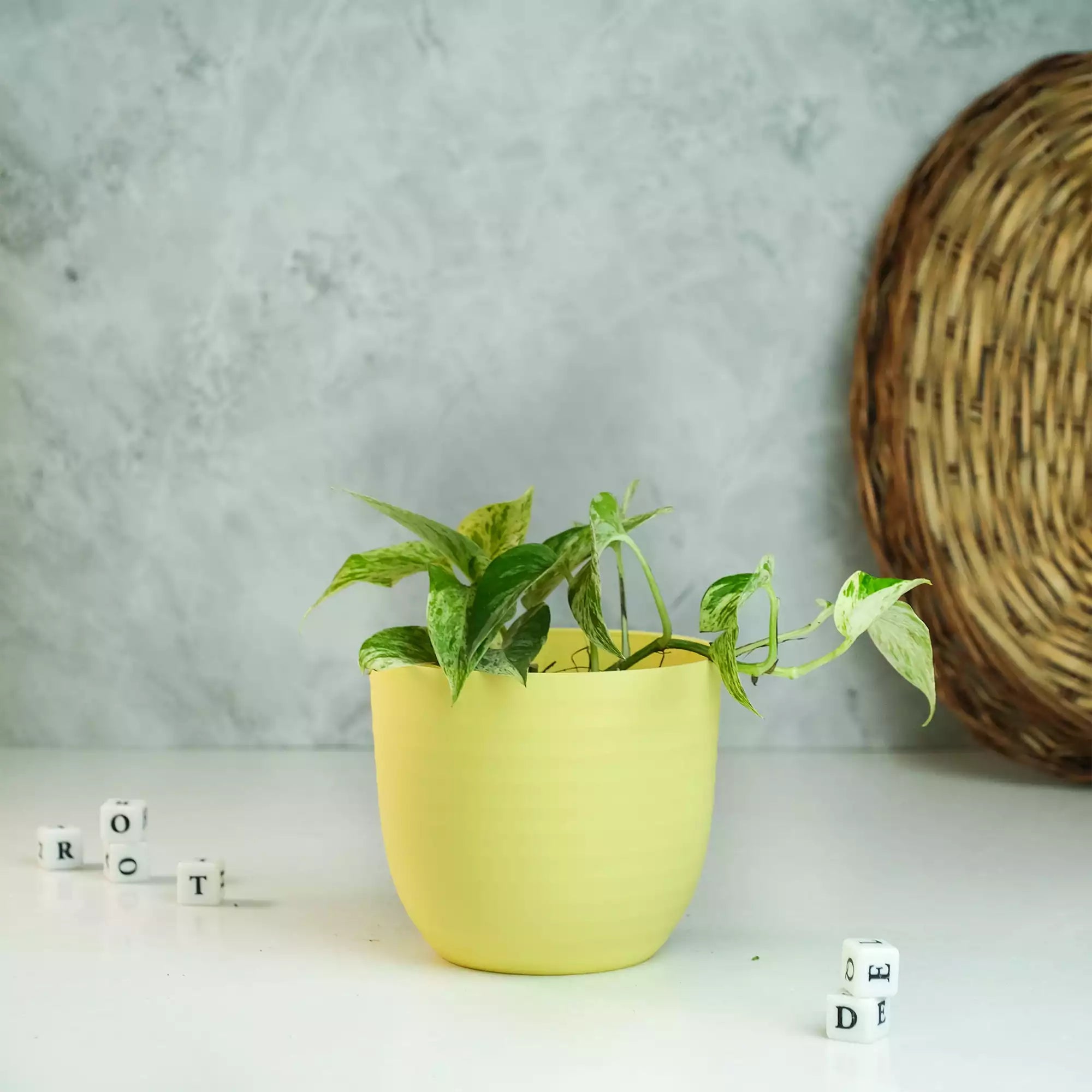 Money Plant Bundle