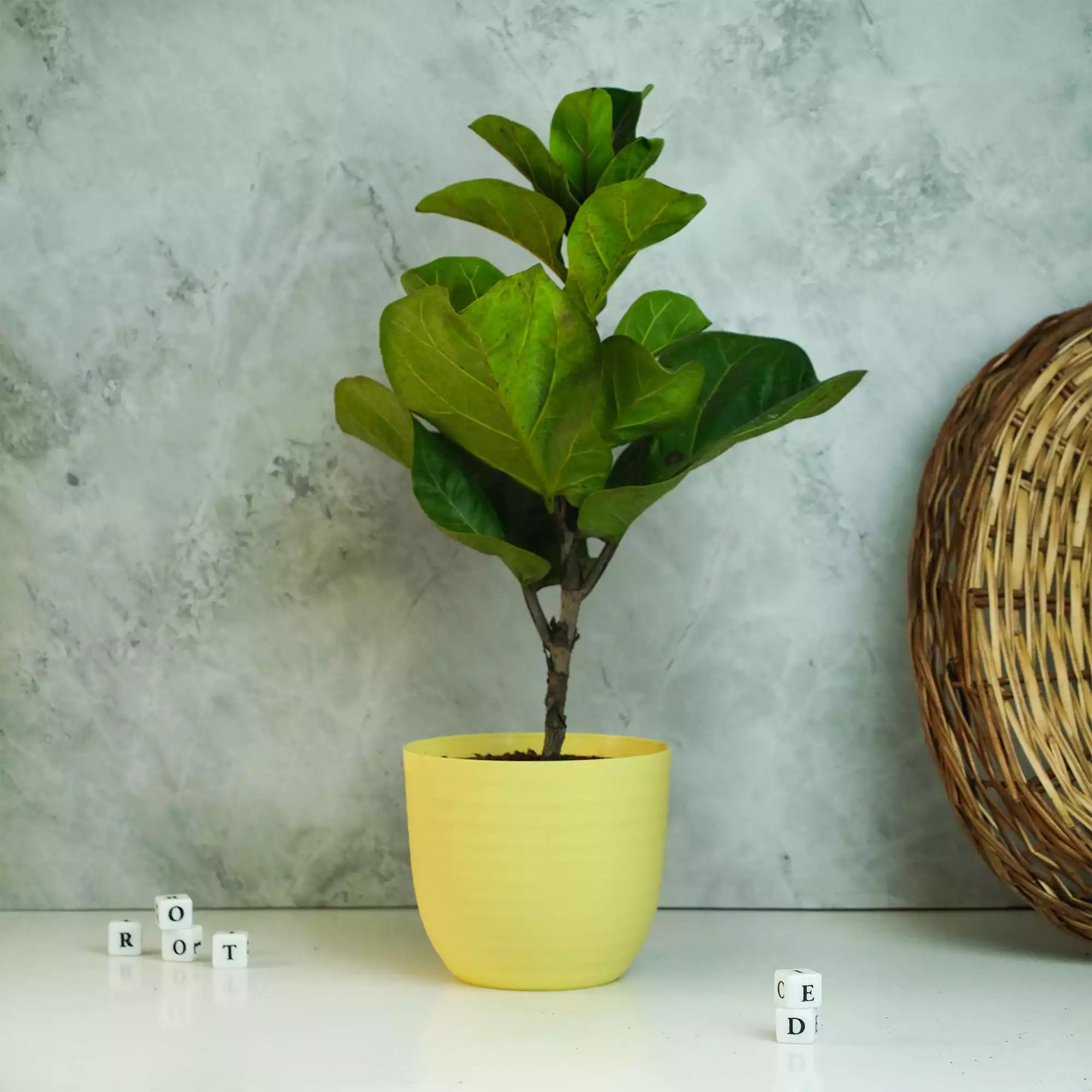 Fiddle Leaf Fig Plant