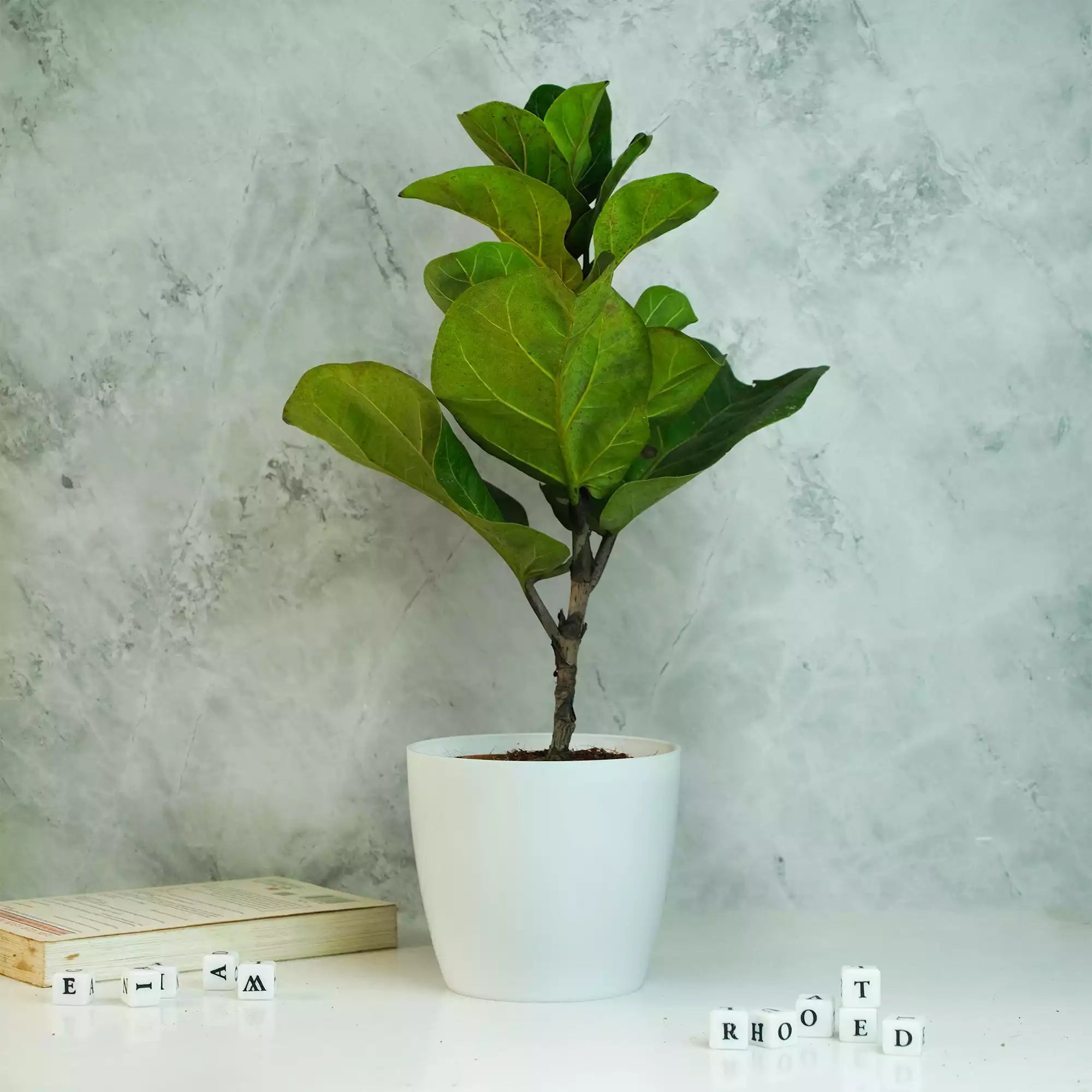 Fiddle Leaf Fig Plant