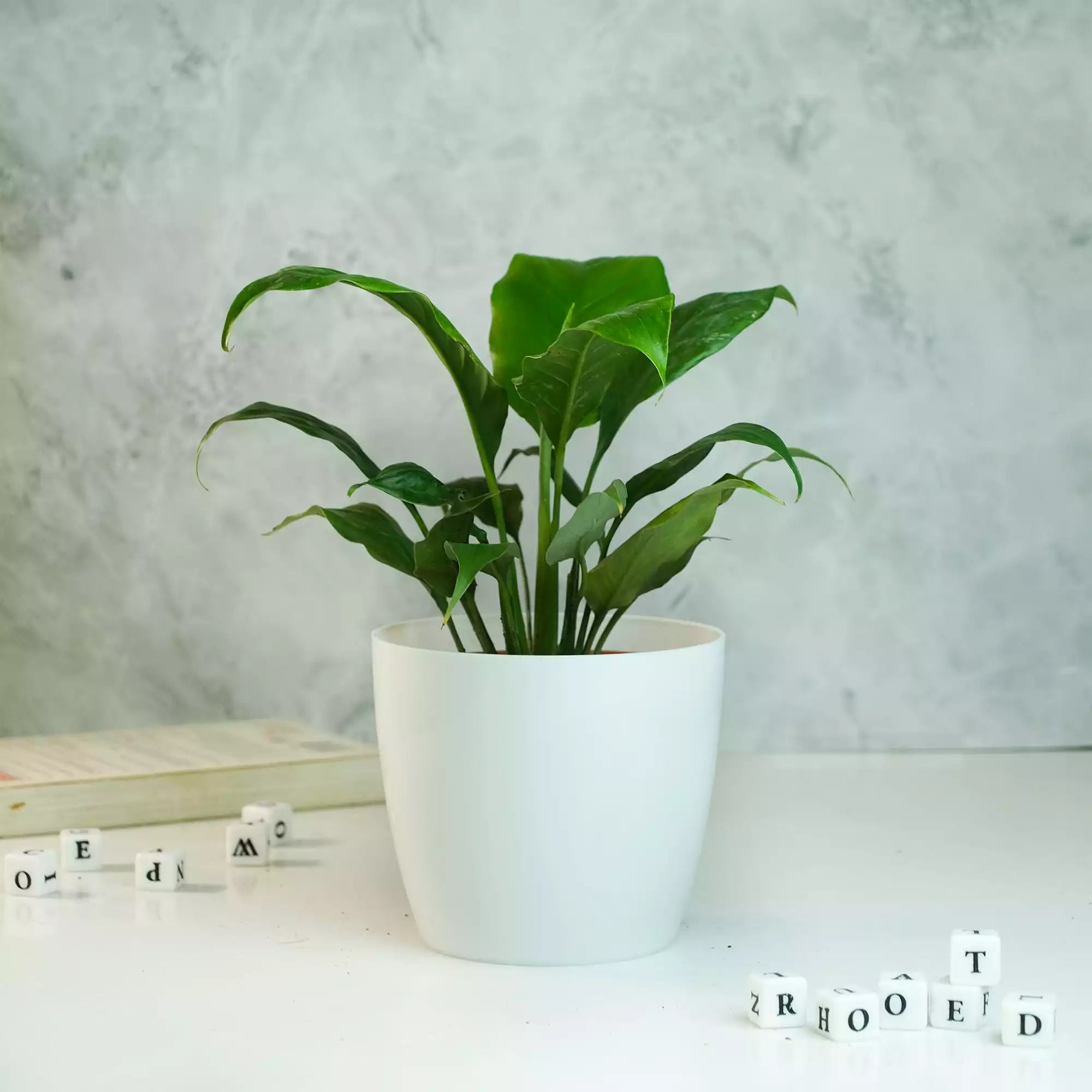 Peace Lily Plant