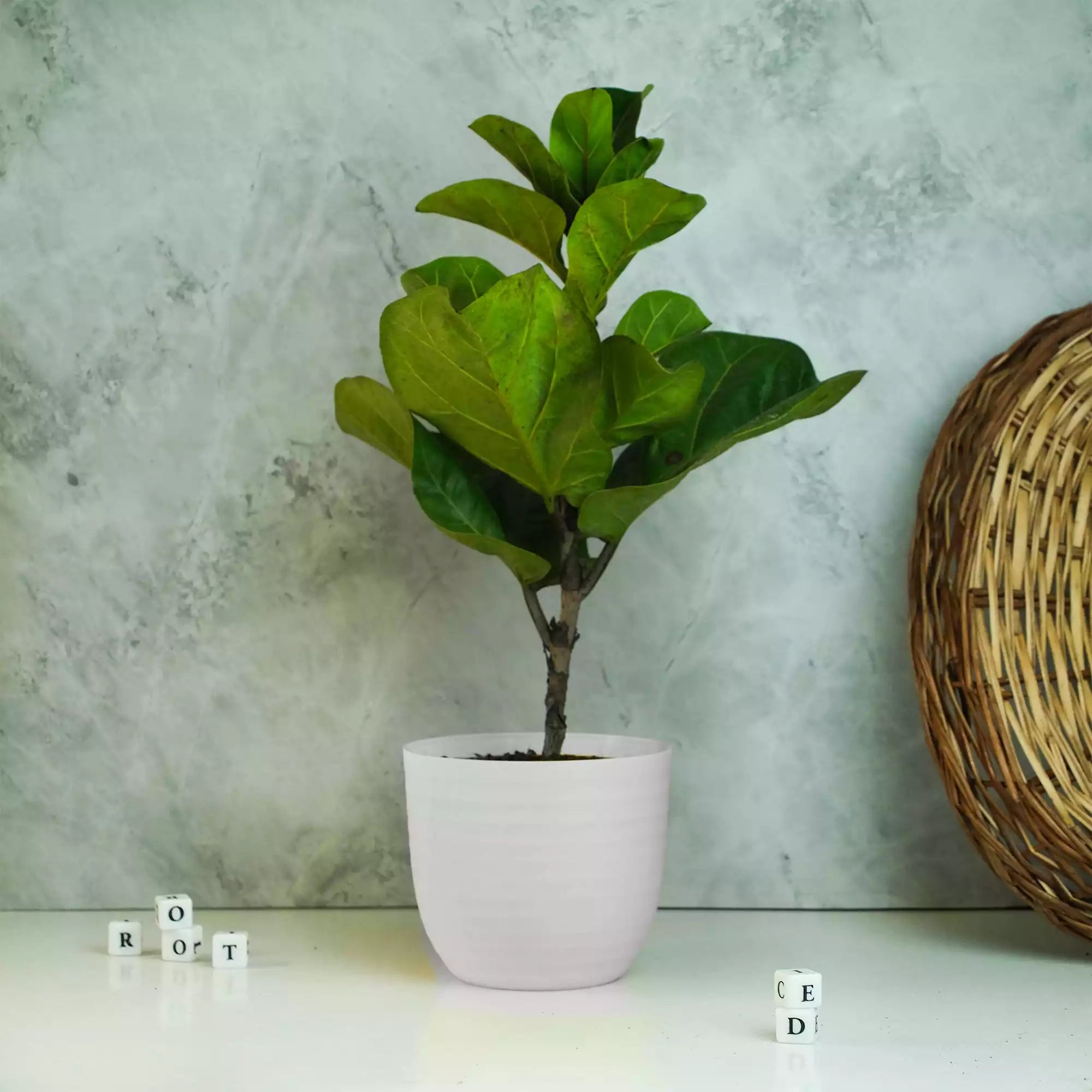 Fiddle Leaf Fig Plant