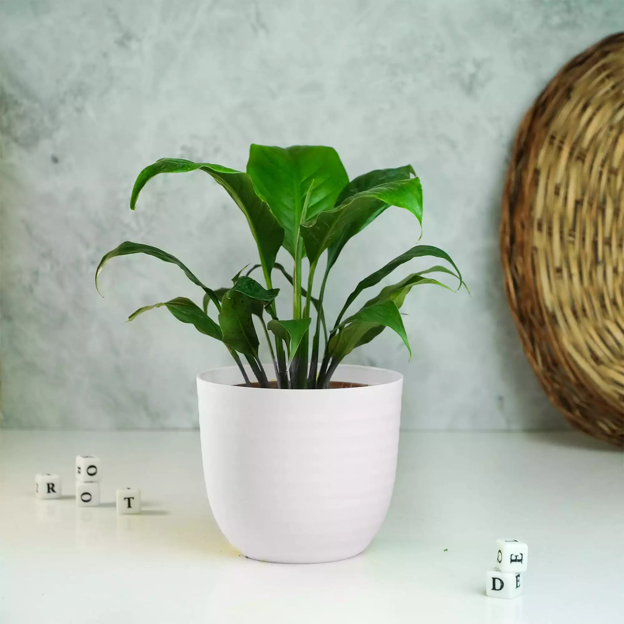 Peace Lily Plant