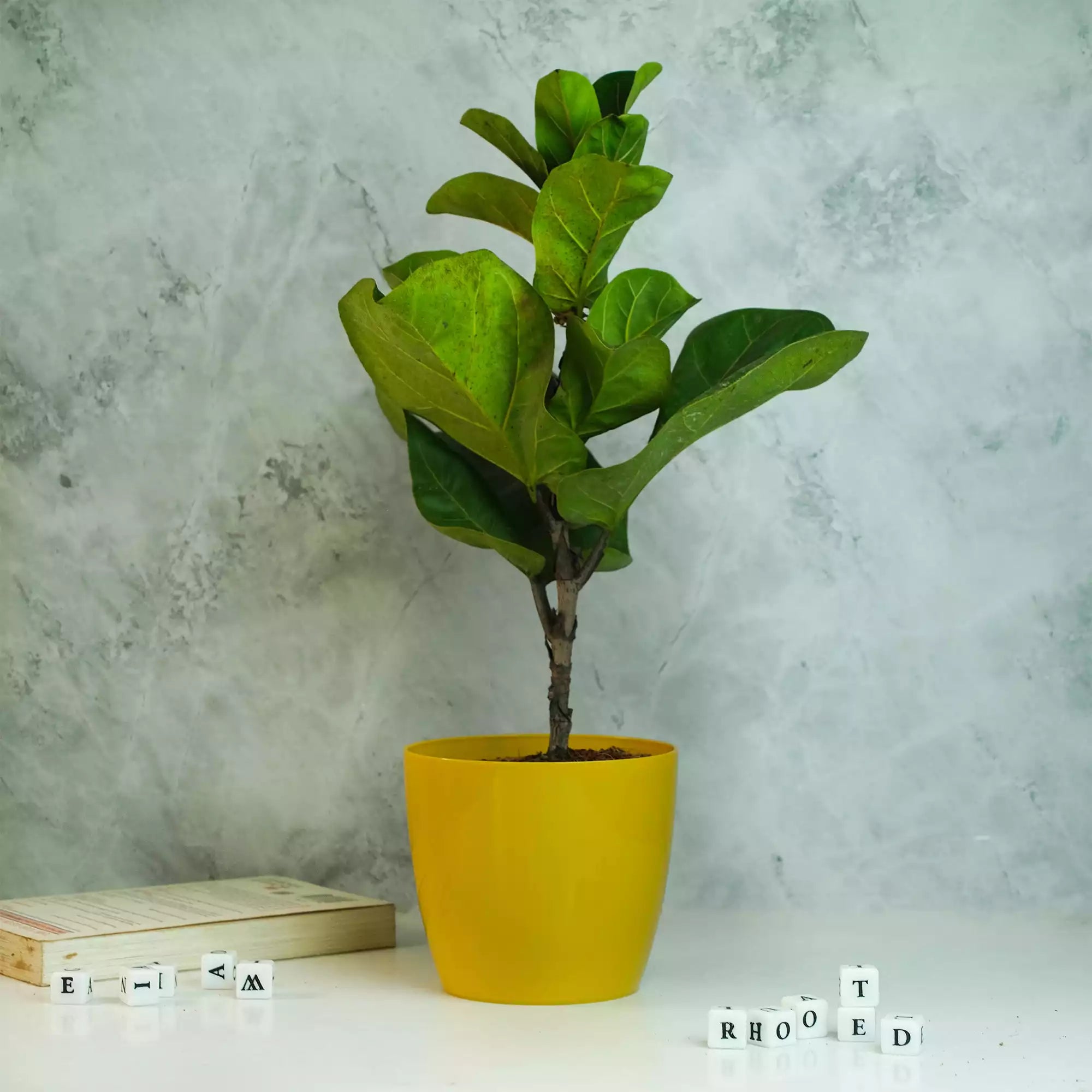 Fiddle Leaf Fig Plant