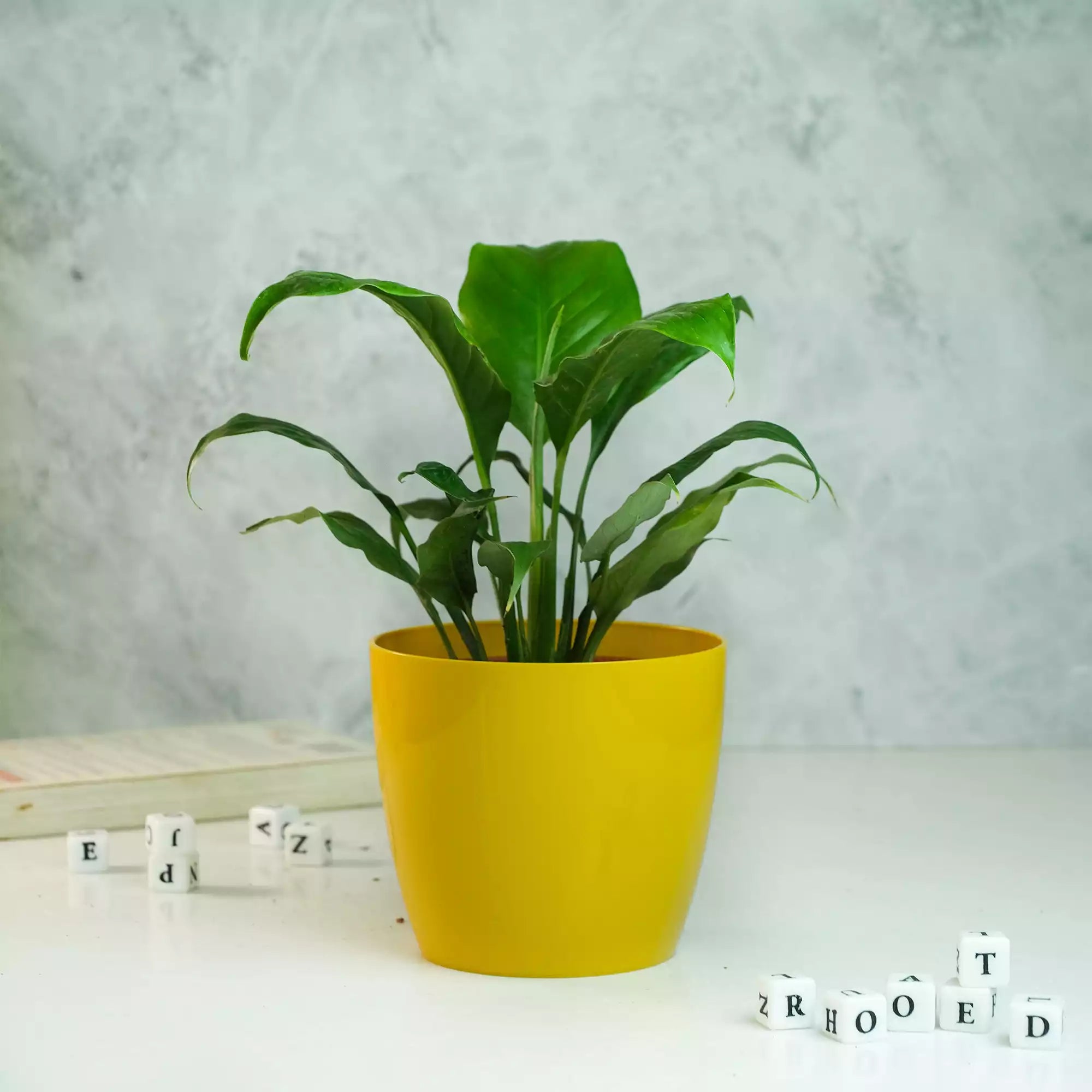 Peace Lily Plant